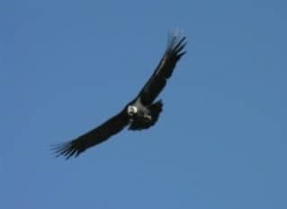 Vol du condor, retour à Chivay et route pour Puno 