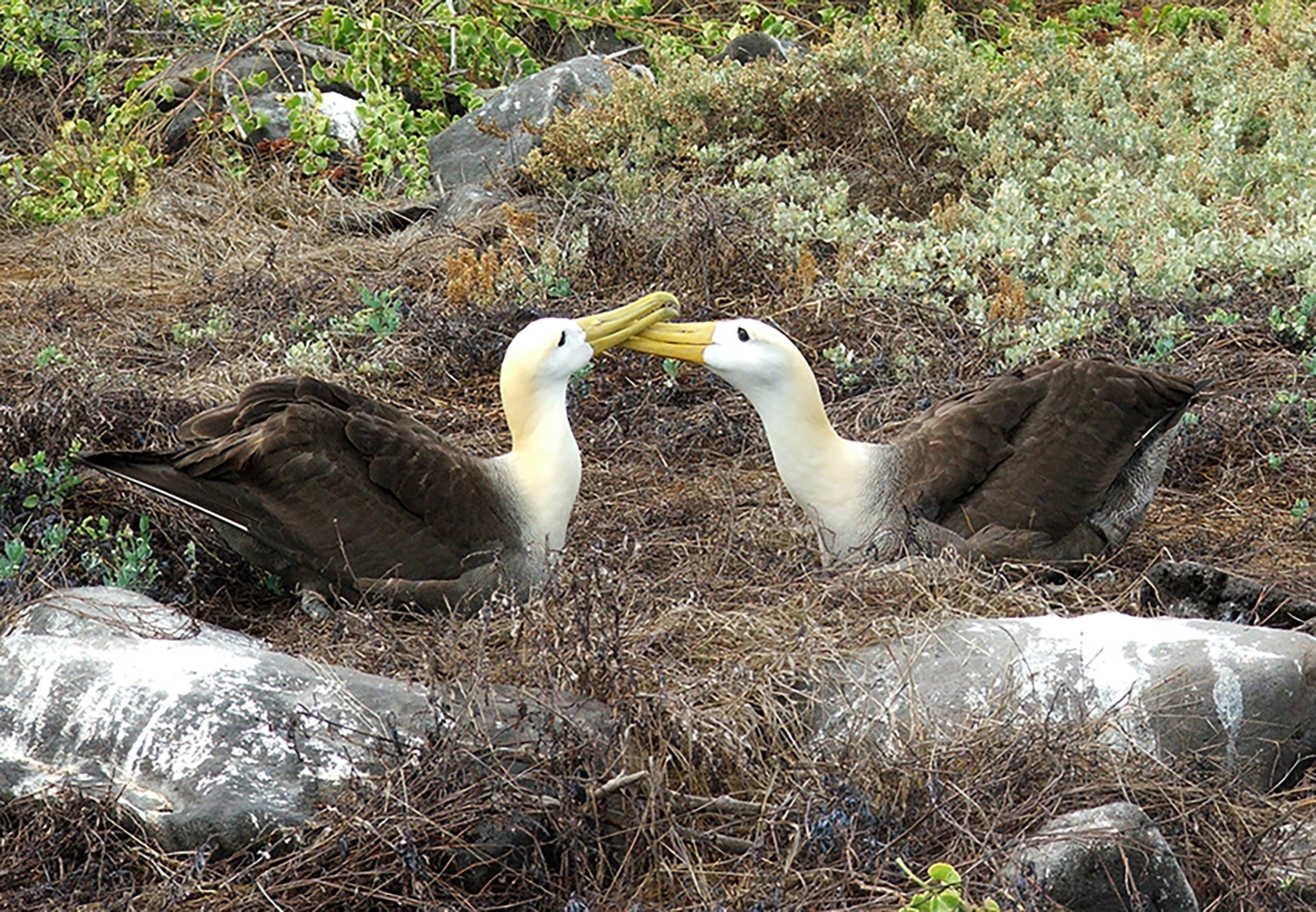Zu den Albatrossen auf der Insel Española