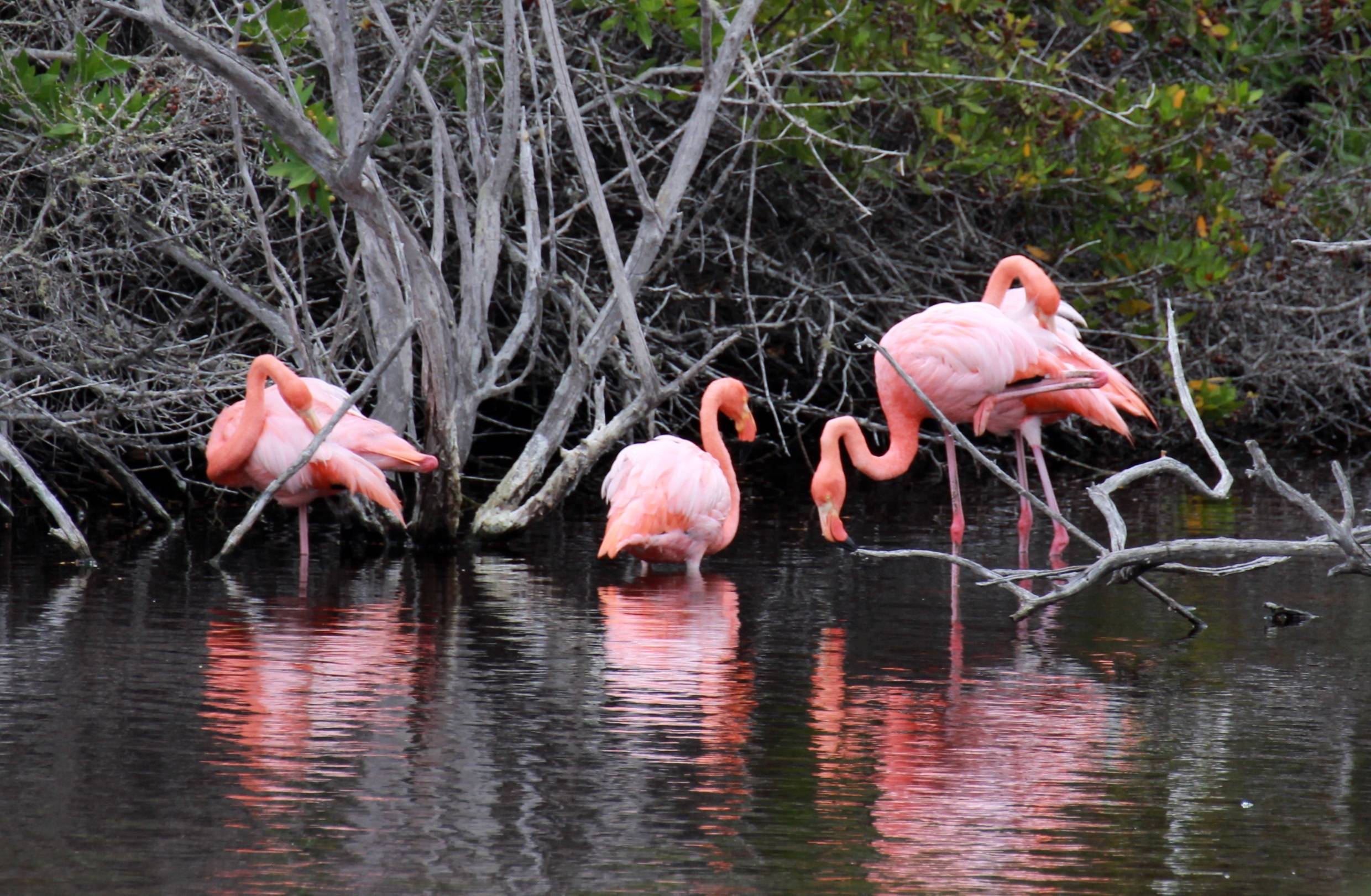 Flamingos und Rückreise