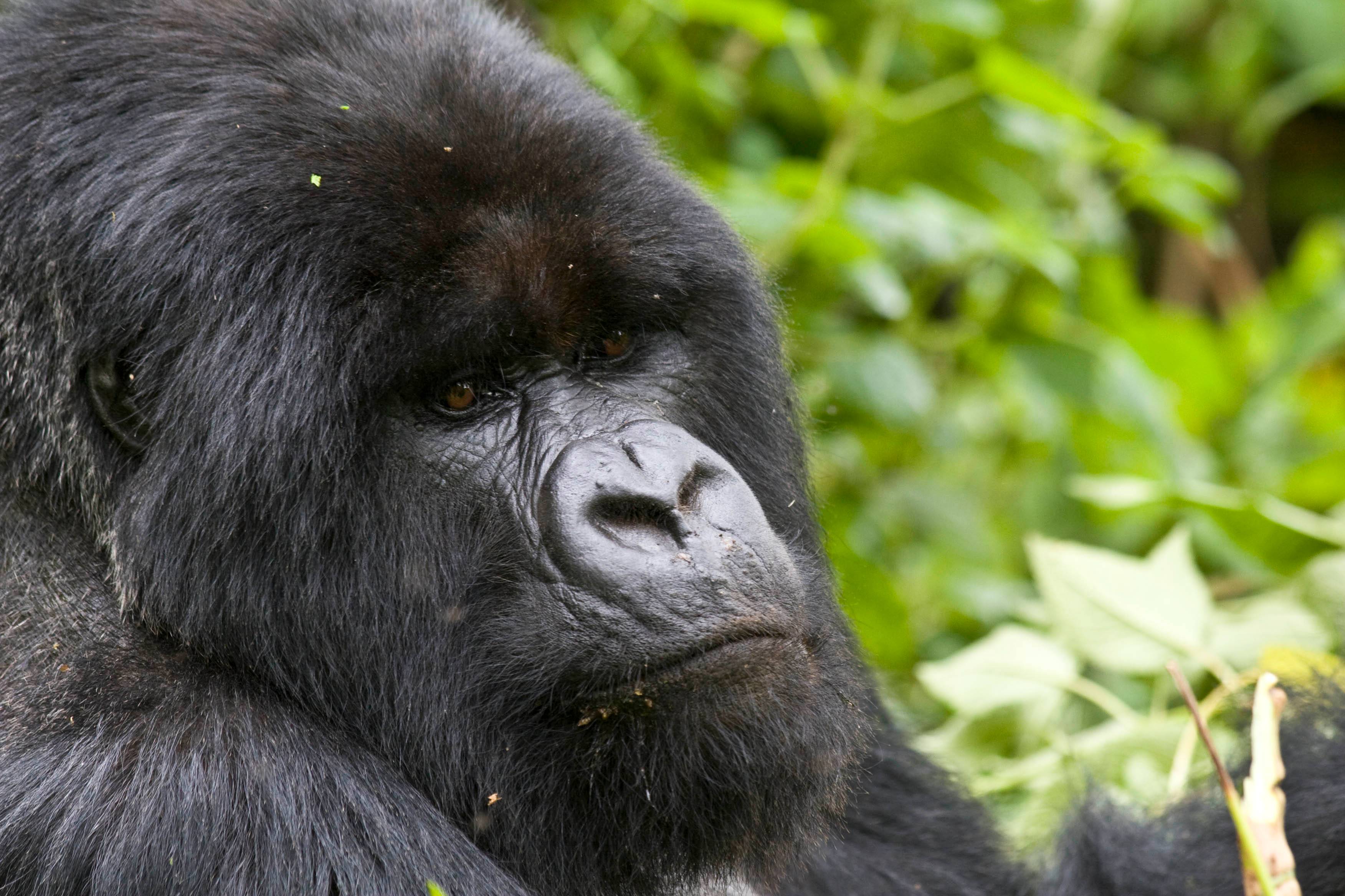 Combiné des plus beaux parcs tanzaniens et découverte de la faune du Rwanda