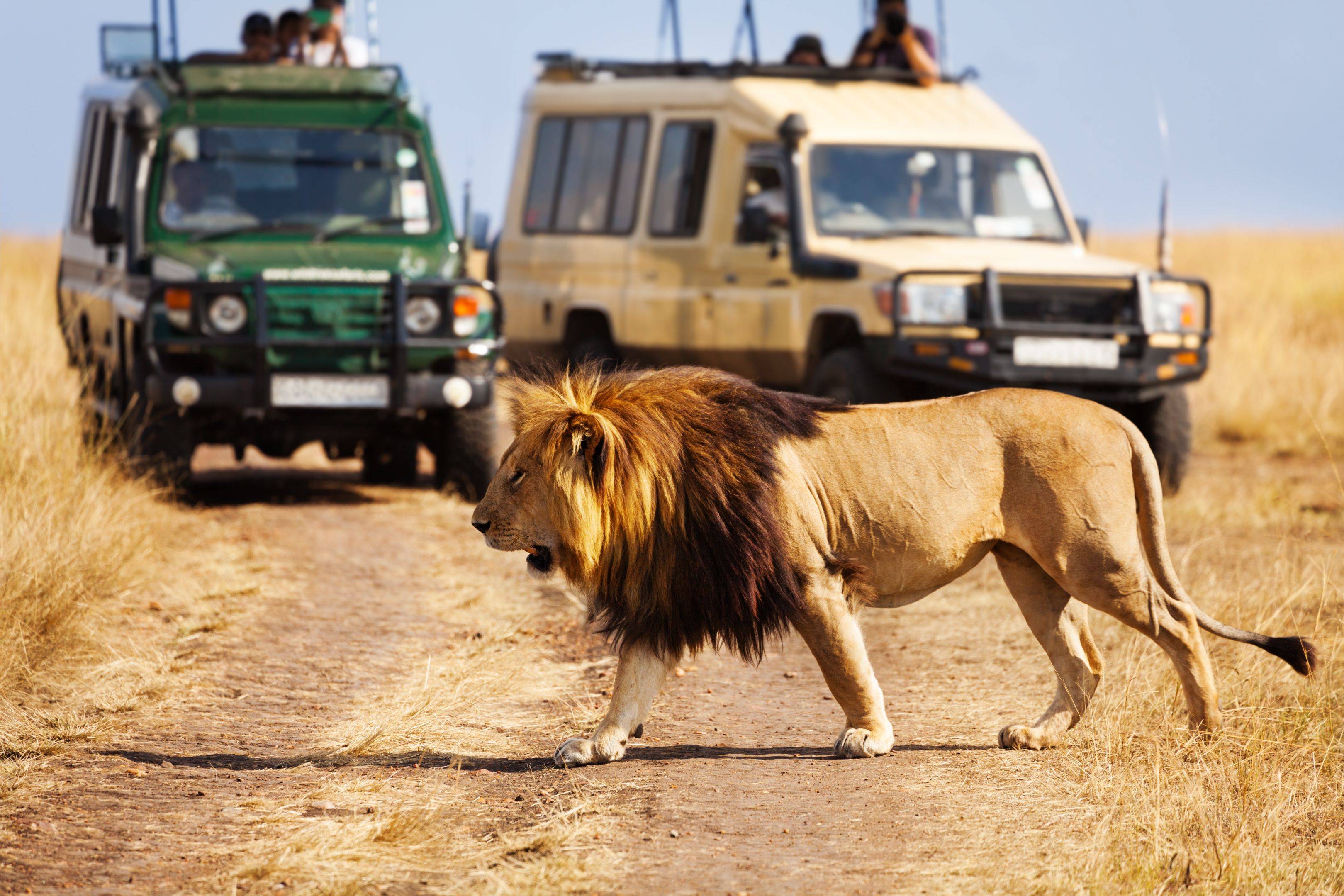 Familie Safari door het Dierenrijk