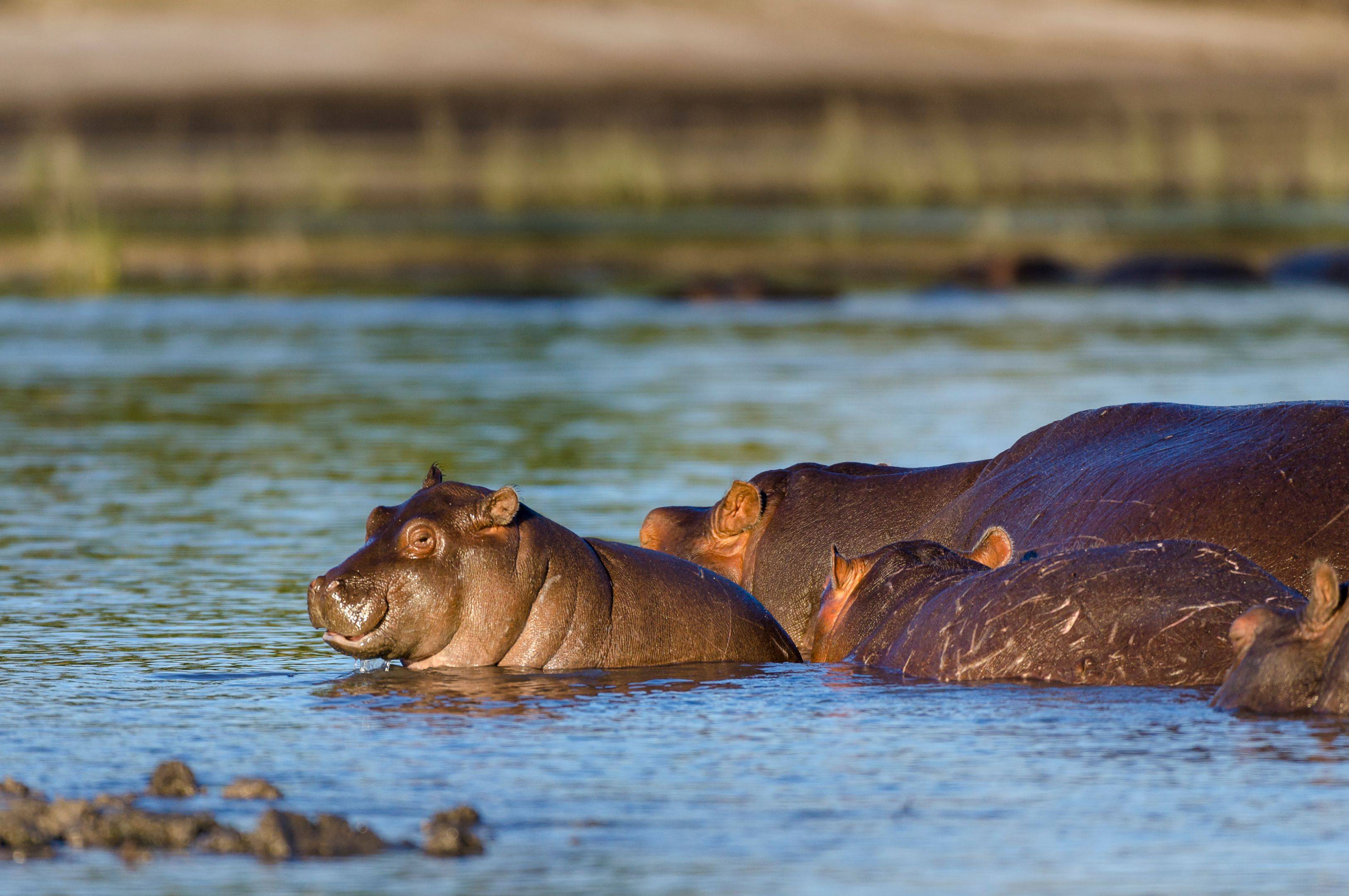 Natuurpracht in Namibië, Botswana en Zimbabwe