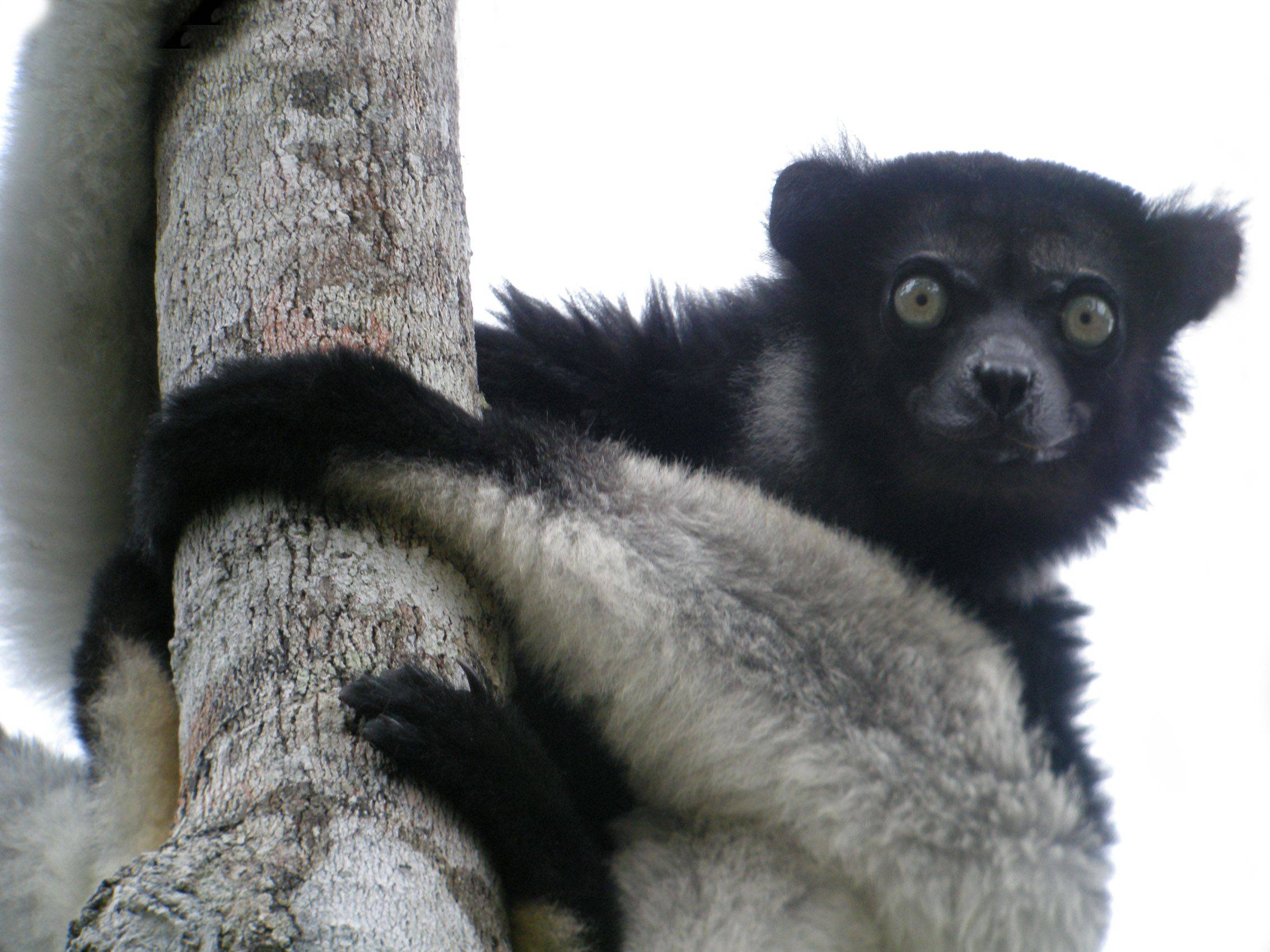 De Iconen van Madagaskar