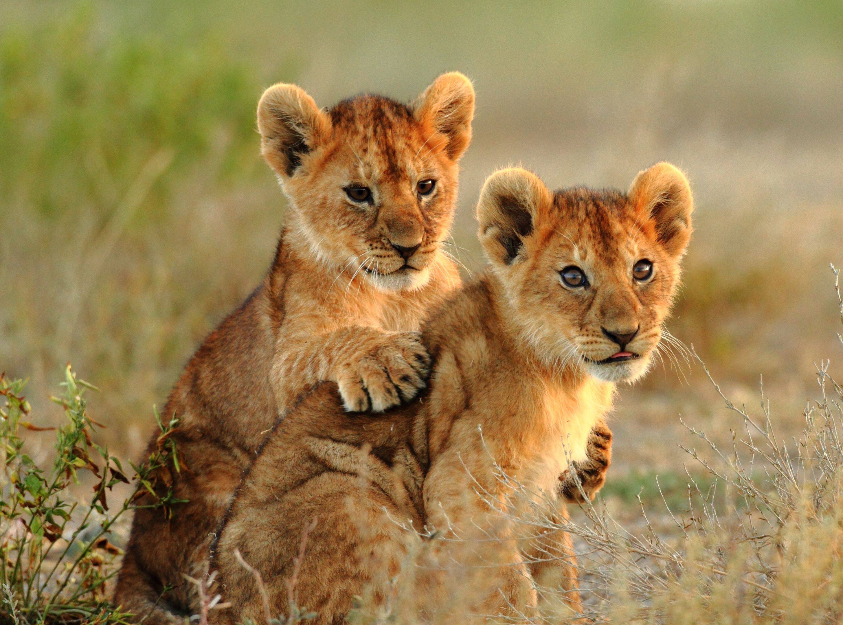 Incontournables de la Tanzanie en petit groupe