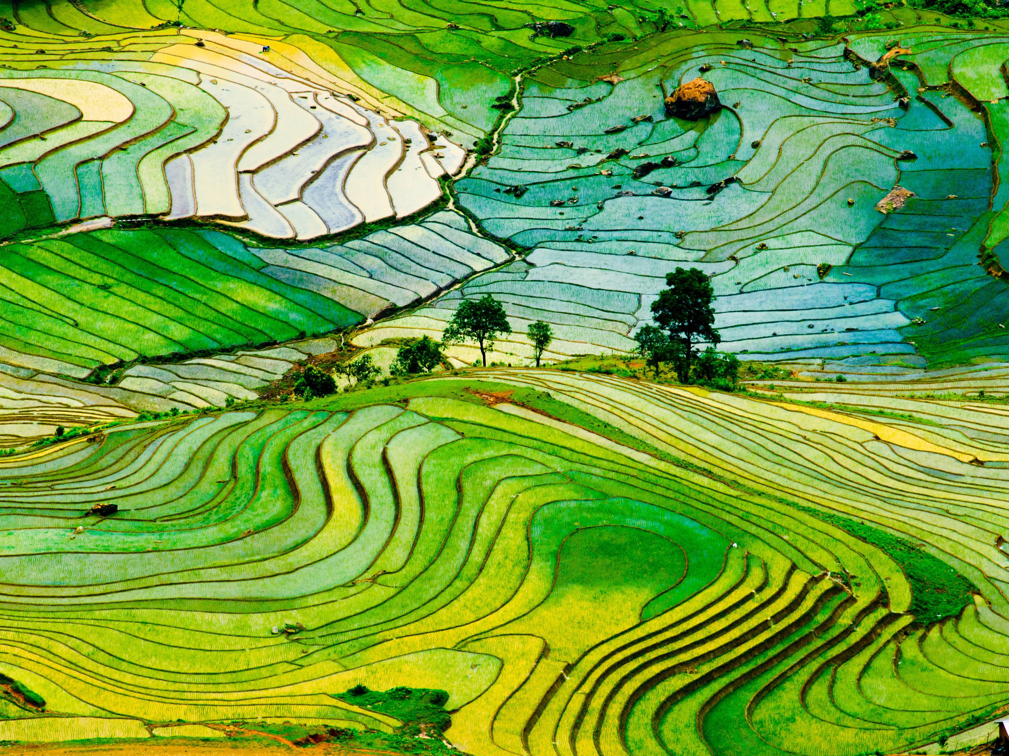 Les rizières en terrasse dans le nord du Vietnam