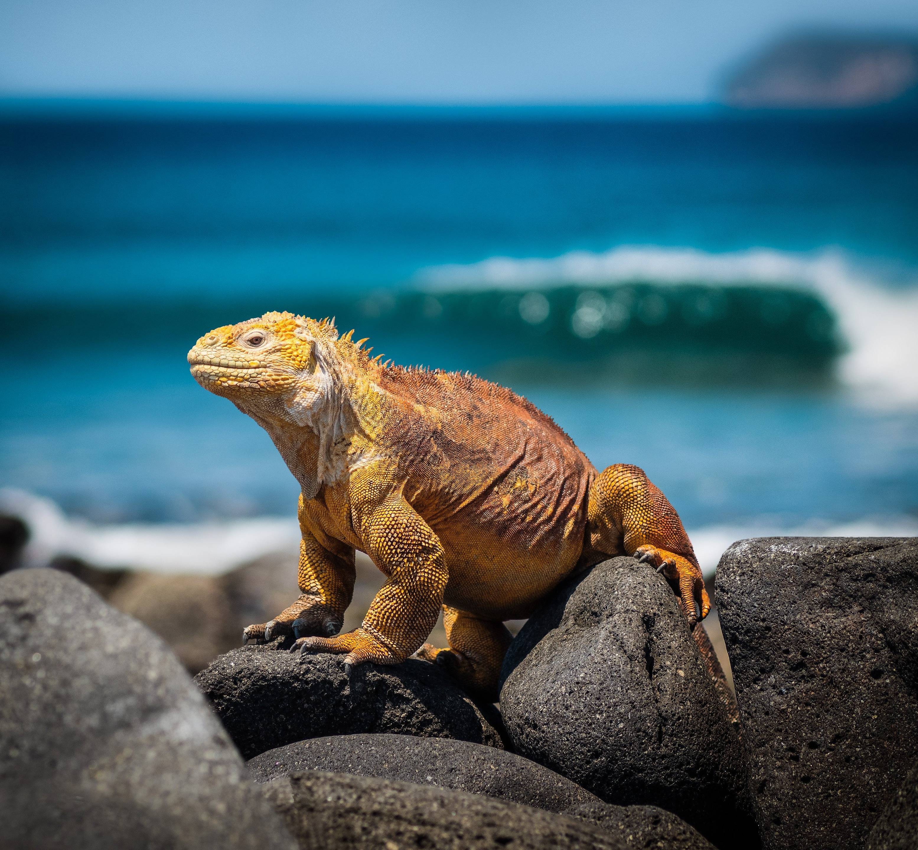 Island Hopping Galapagos und die Highlights von Peru