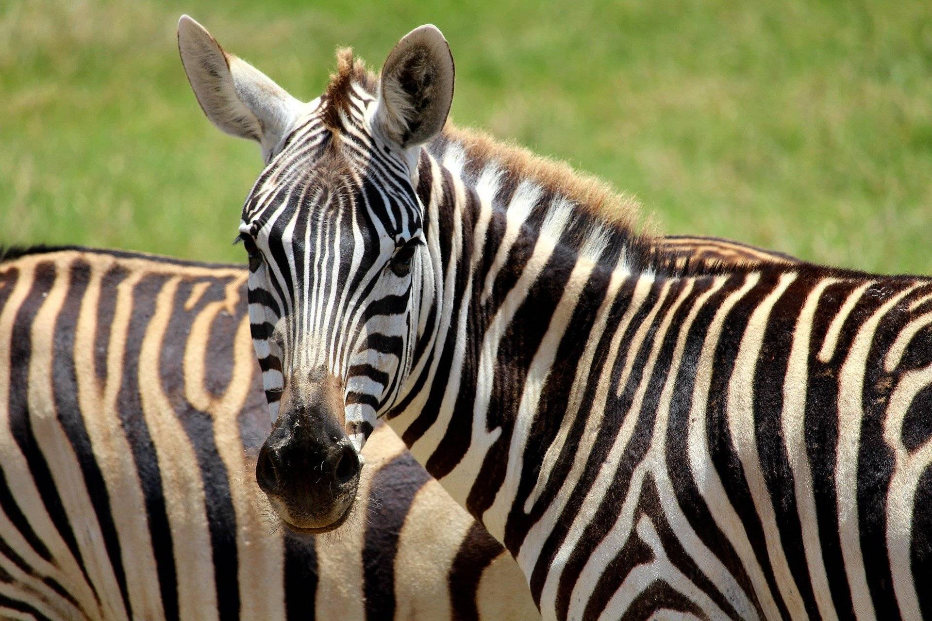 Alla ricerca dei Big Five nella savana