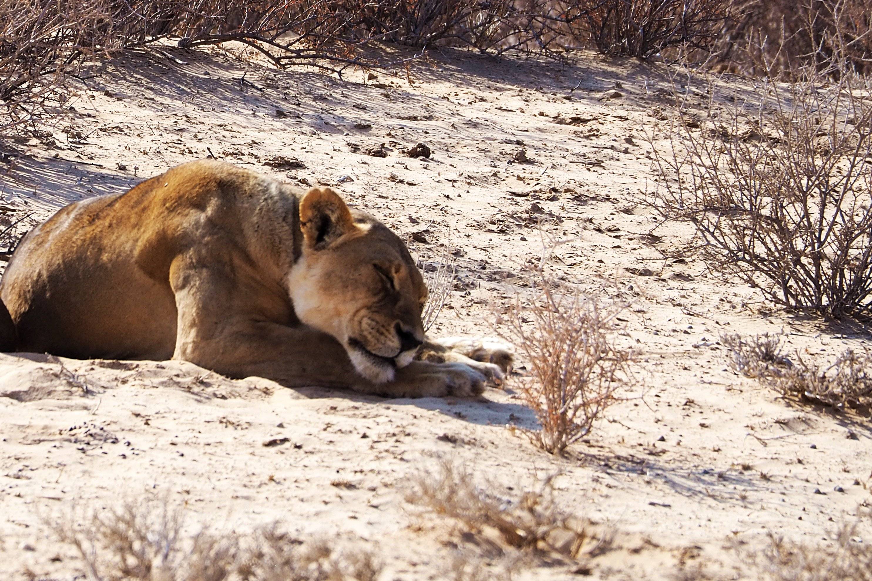 Tra Deserti Antichi e Fauna Selvaggia - Guidato Privato