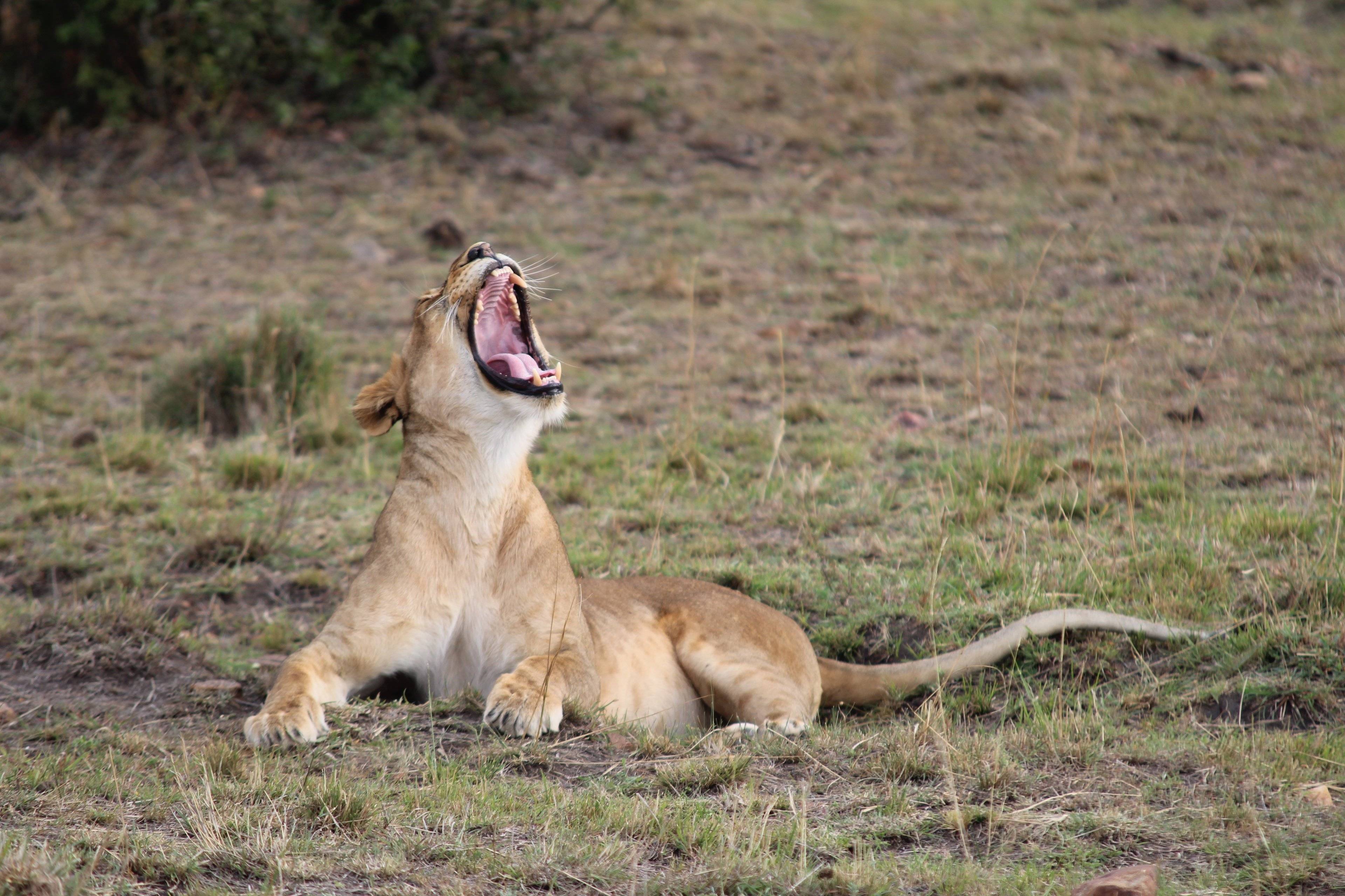 Safari en famille à la recherche du Roi Lion