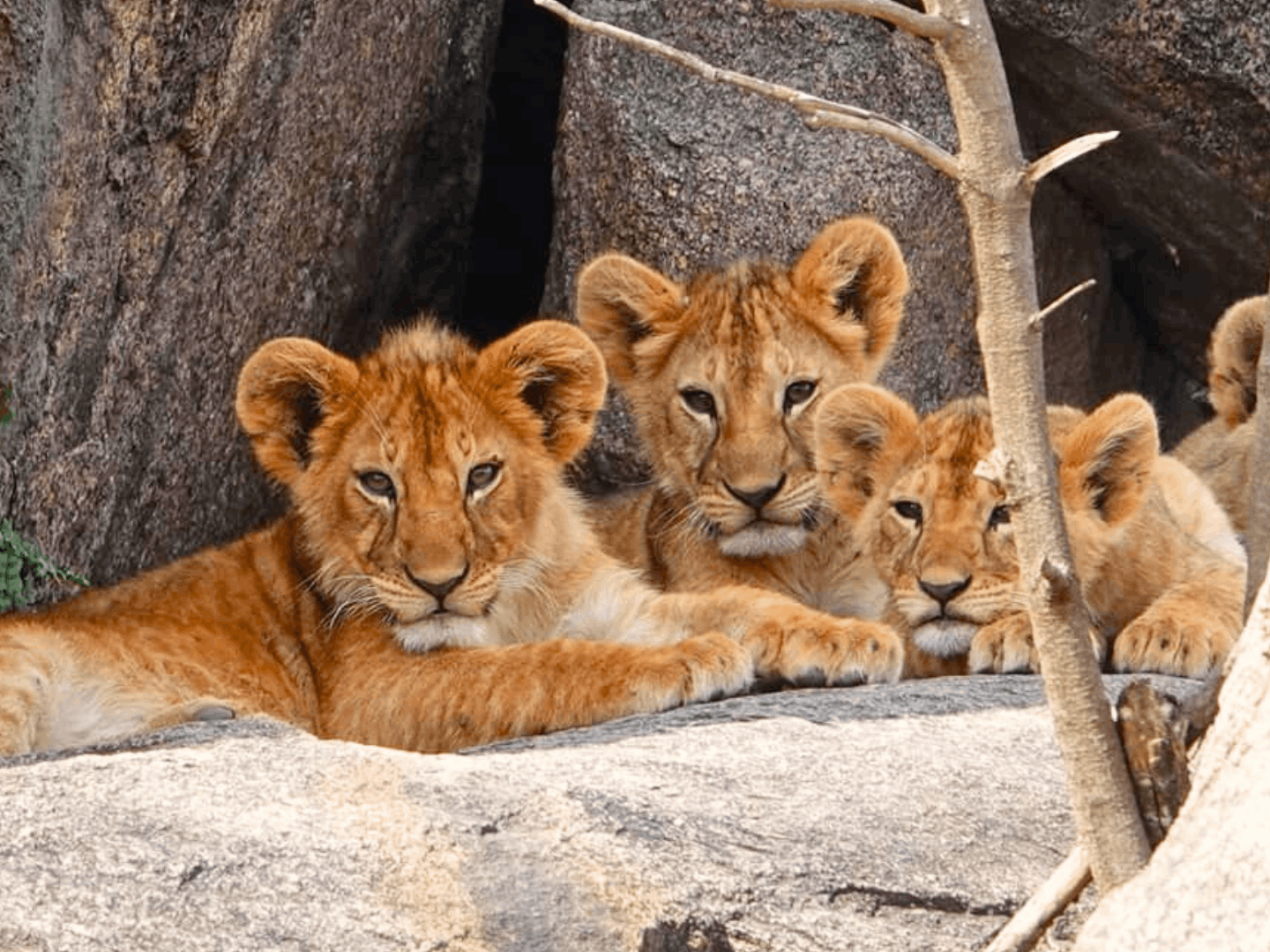 Safari in Famiglia nei Migliori Parchi d'Africa e Relax a Zanzibar