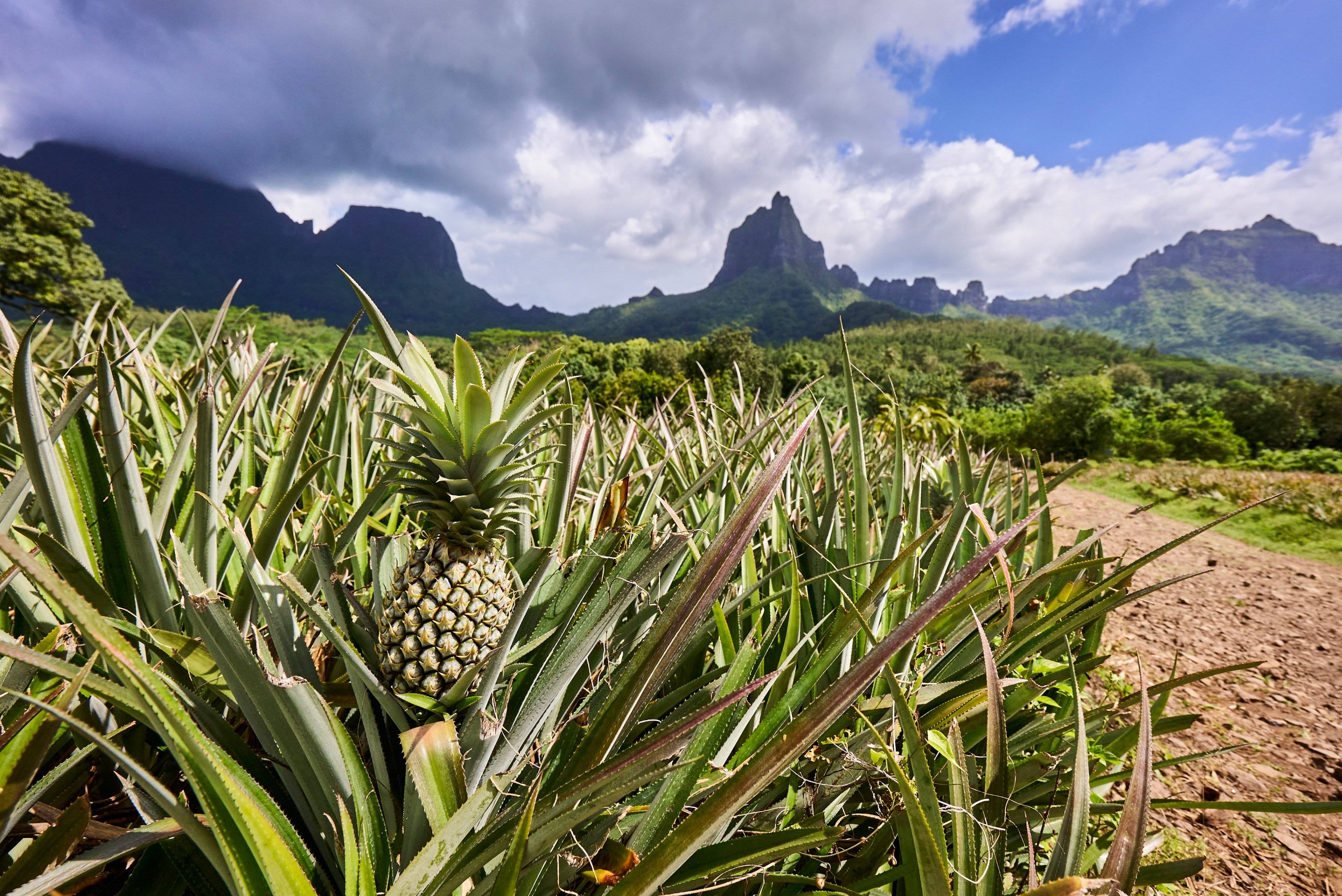 De Tahiti à Rangiroa, découvrez les saveurs du bout du monde
