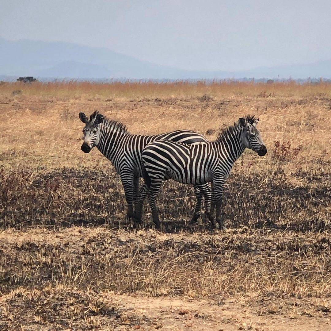 Avventura selvaggia con tutta la famiglia, esplorando la vasta savana e le acque cristalline di Zanzibar!