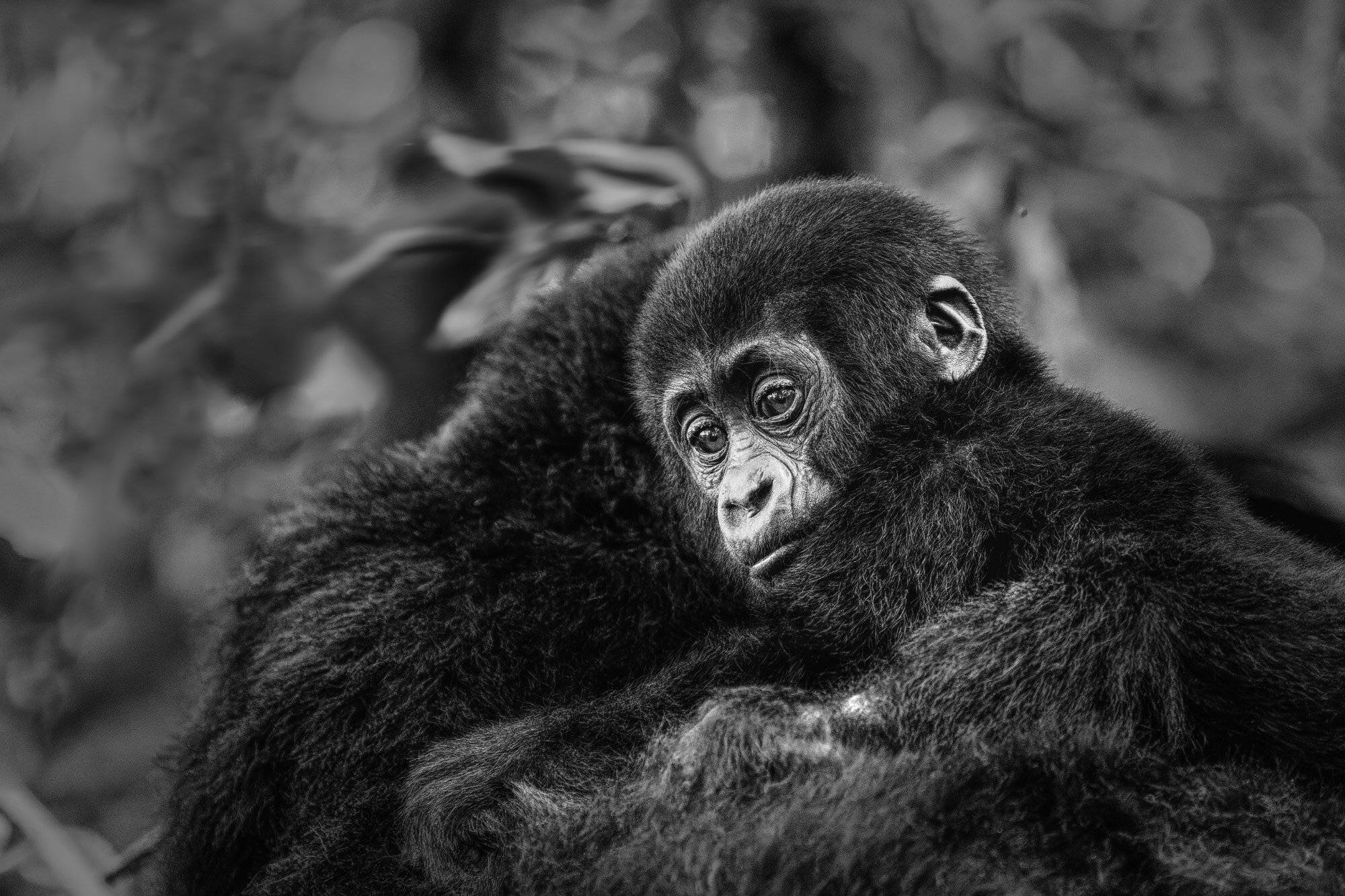 Erhöhen Sie Ihr Glücksgefühl im Land der Berggorillas