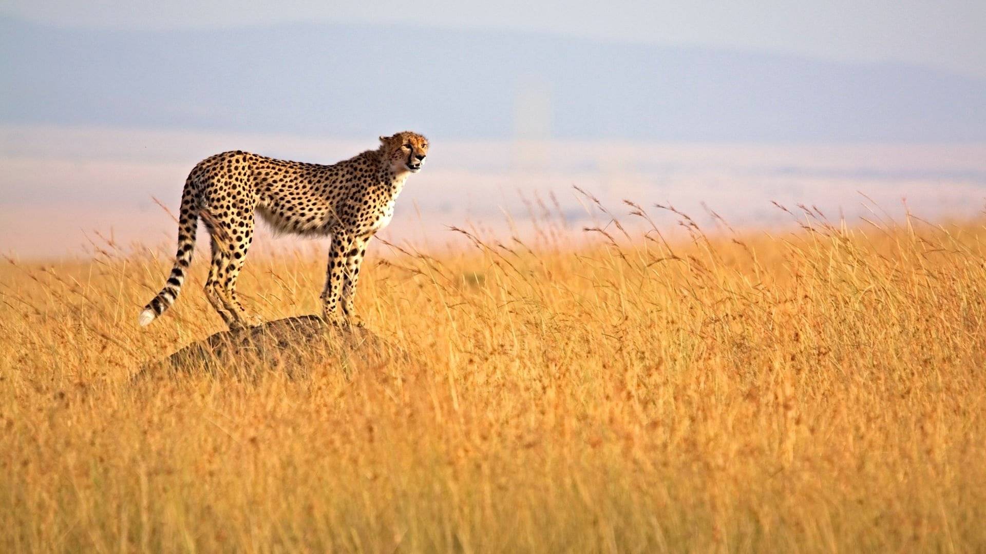 Safari delle Emozioni: Esplorando le Terre di Karen Blixen