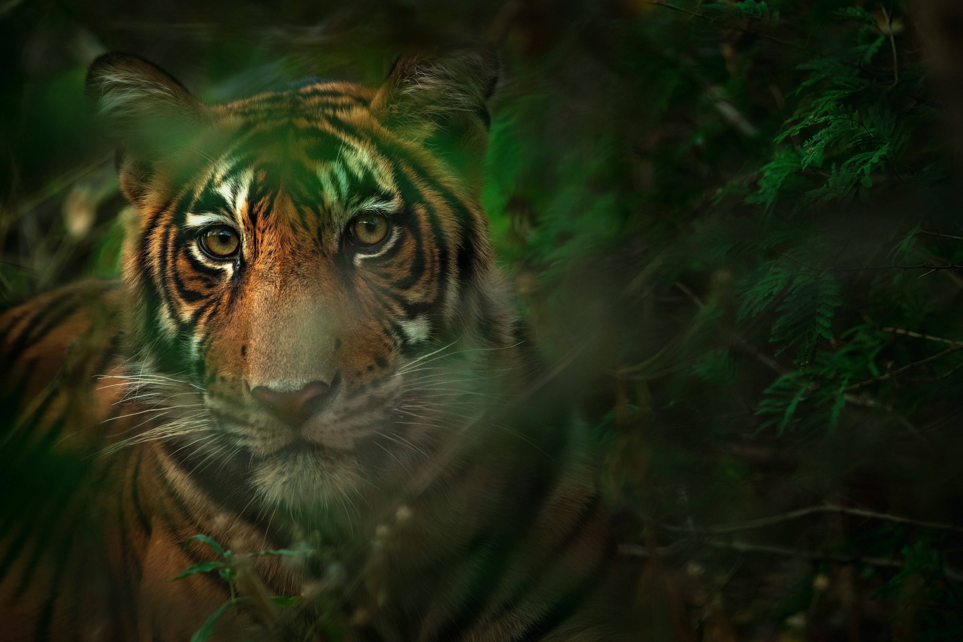 Vacances safari en famille : À la recherche du tigre du Bengale