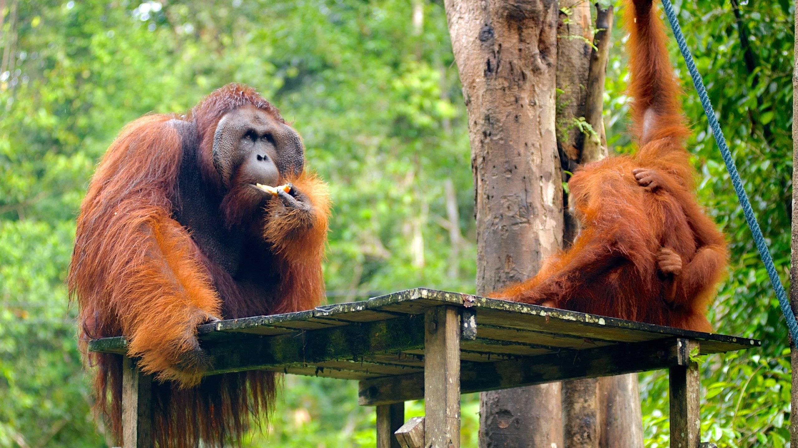 Lo Mejor de Malasia Peninsular y Sarawak en Familia