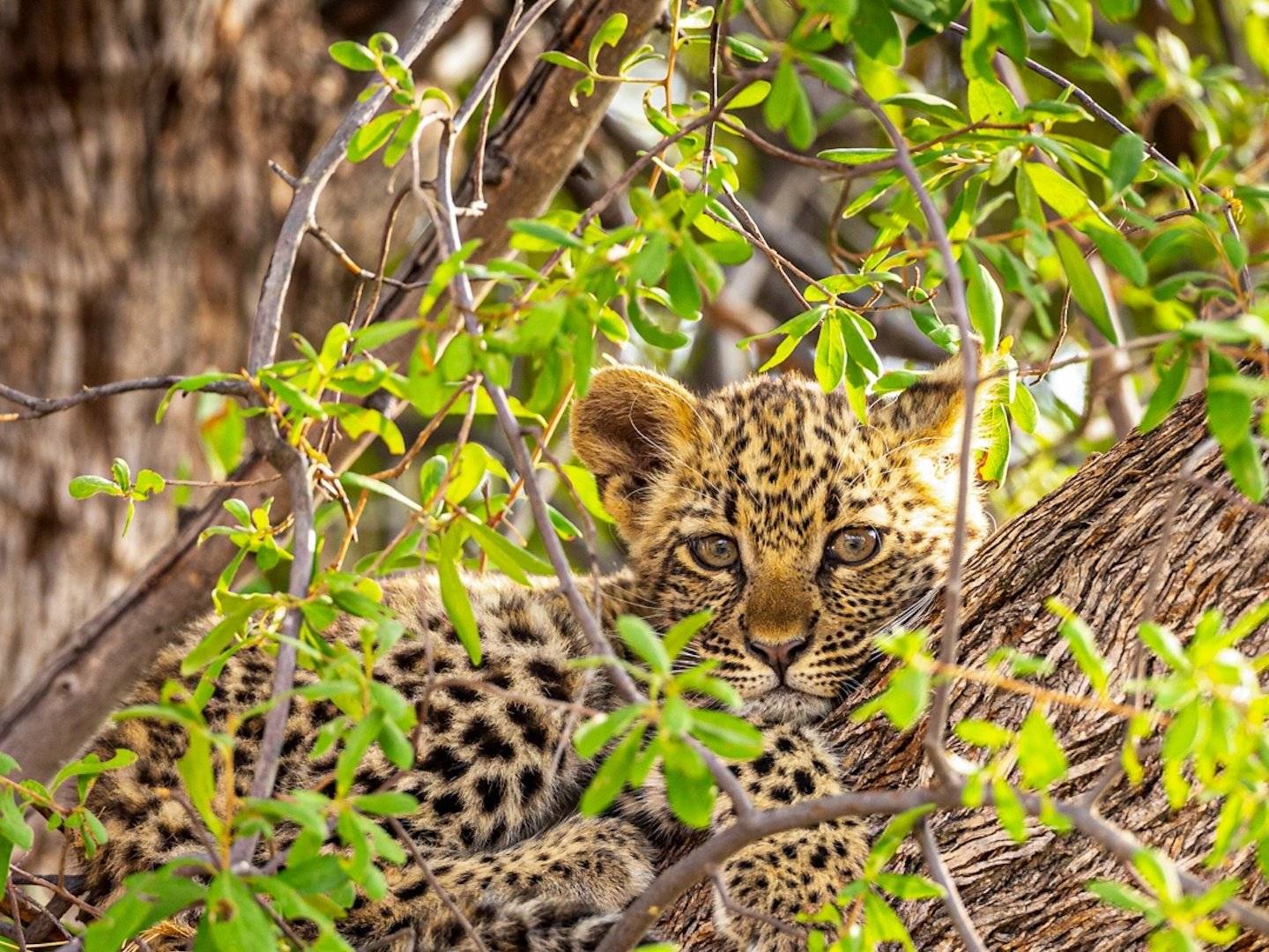 Safari attraverso il Delta dell'Okavango e il Parco Nazionale Chobe