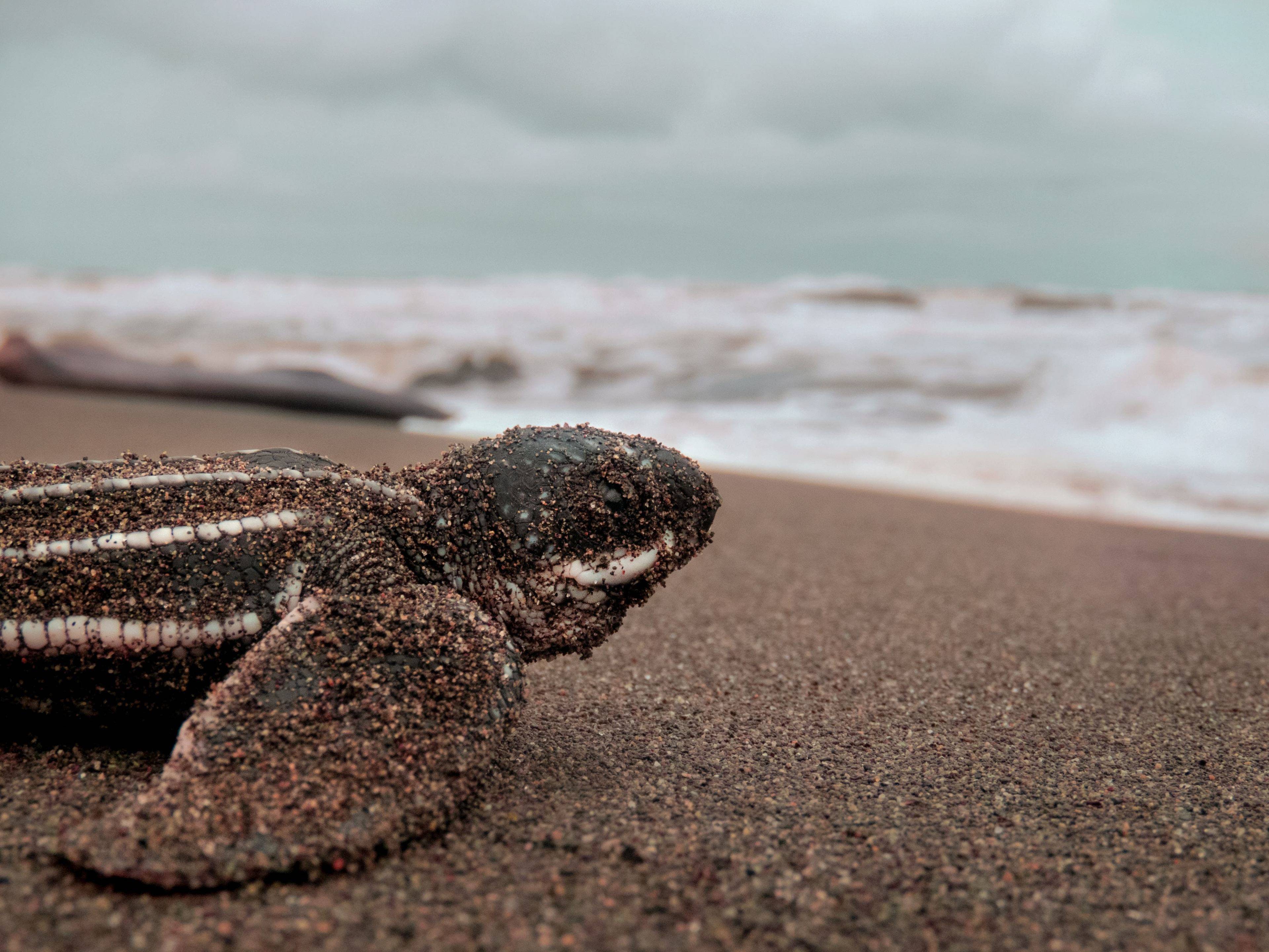 Auf der Suche nach Walen und Schildkröten in der Regensaison