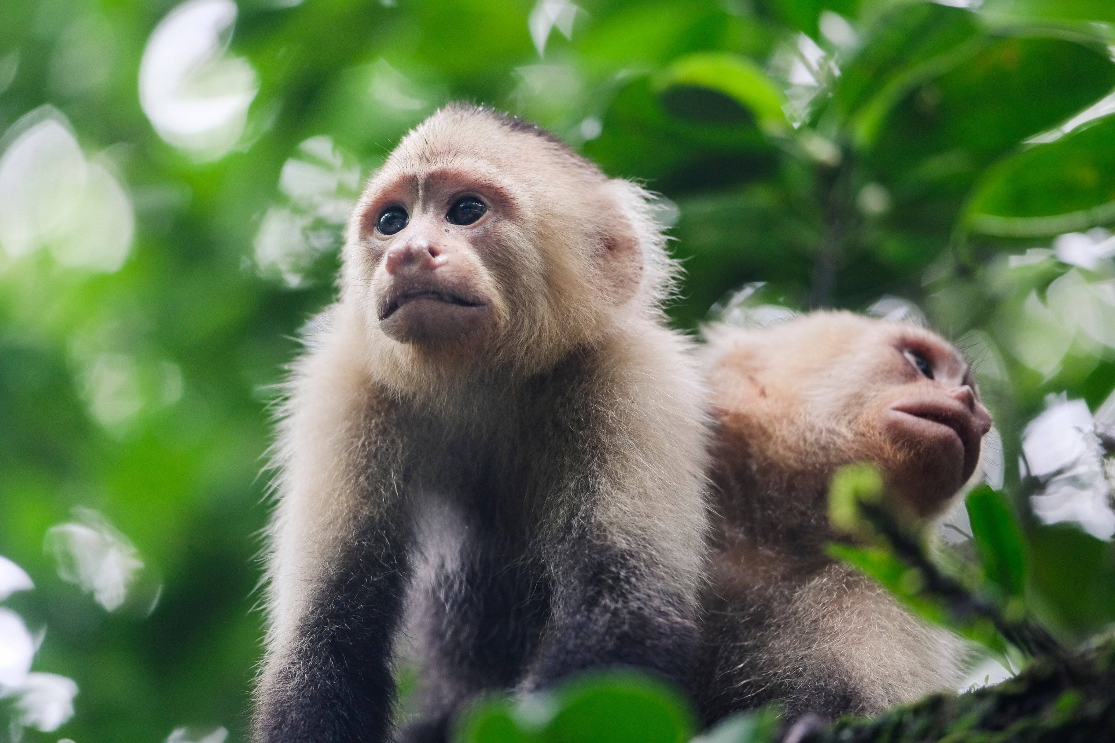 Ontdek de Amazone, de Antioquiaanse hooglanden en het Caribisch gebied