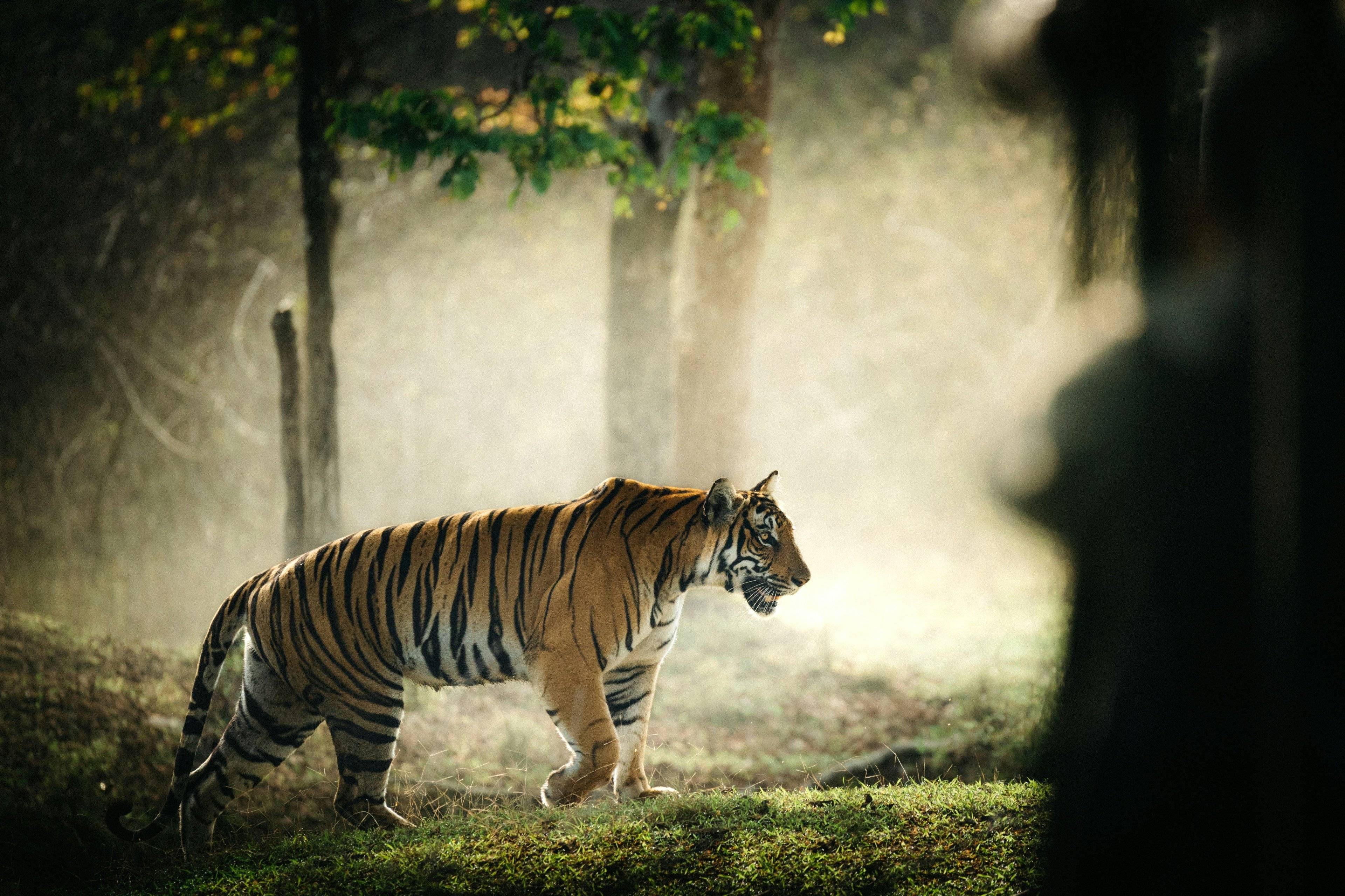 Vacanza safari in famiglia: Alla ricerca della tigre del Bengala