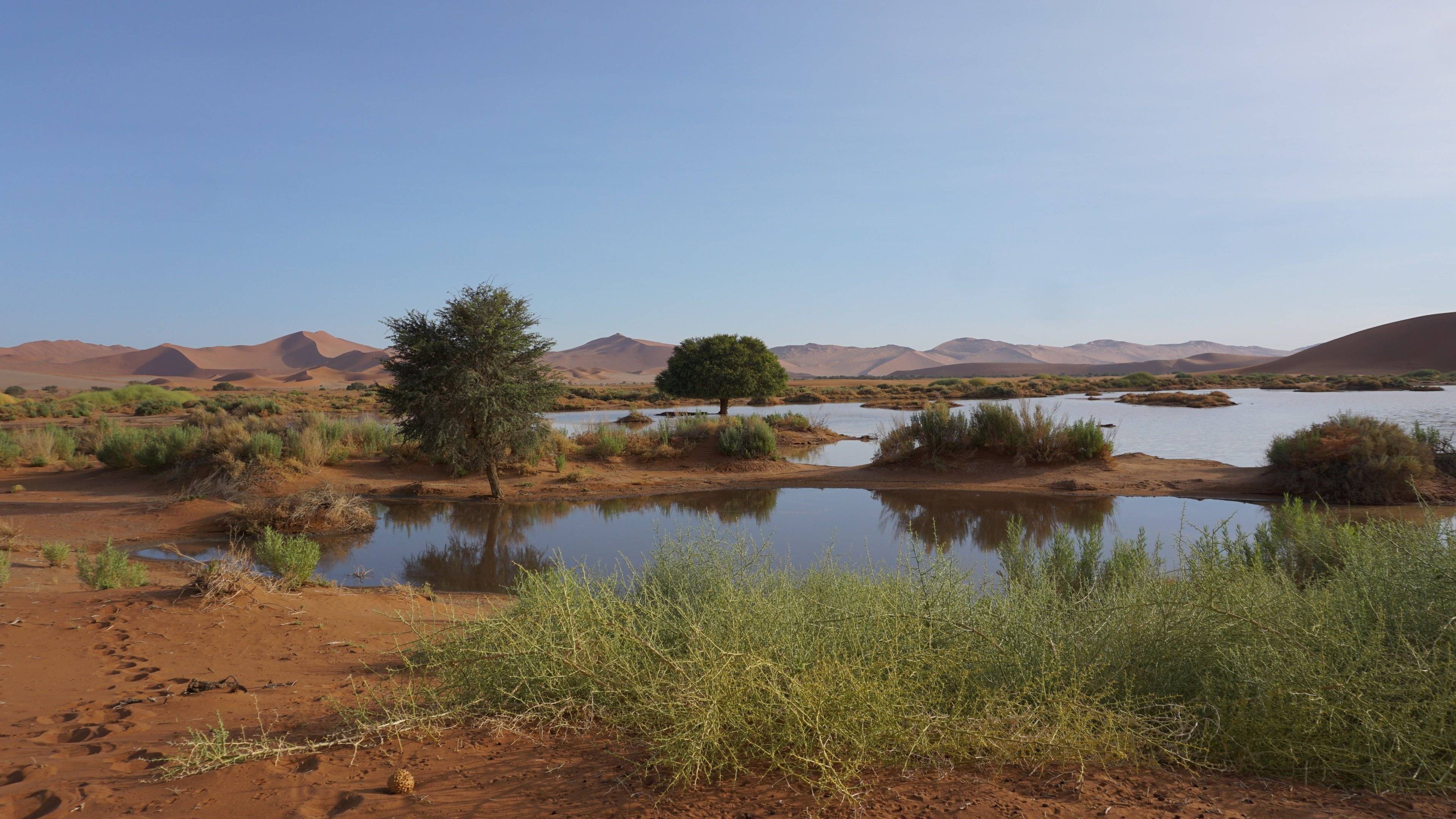 Saison verdoyante : fleurs du désert et sourires namibiens