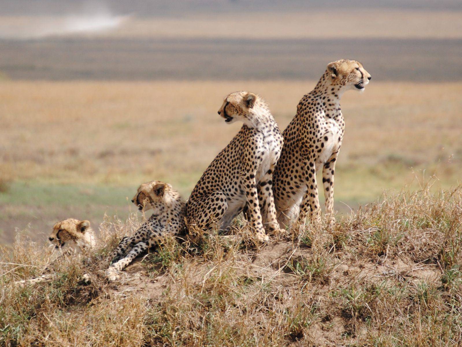 Big Five Safari à Tarangire, Ngorongoro, Manyara et découverte de Zanzibar.