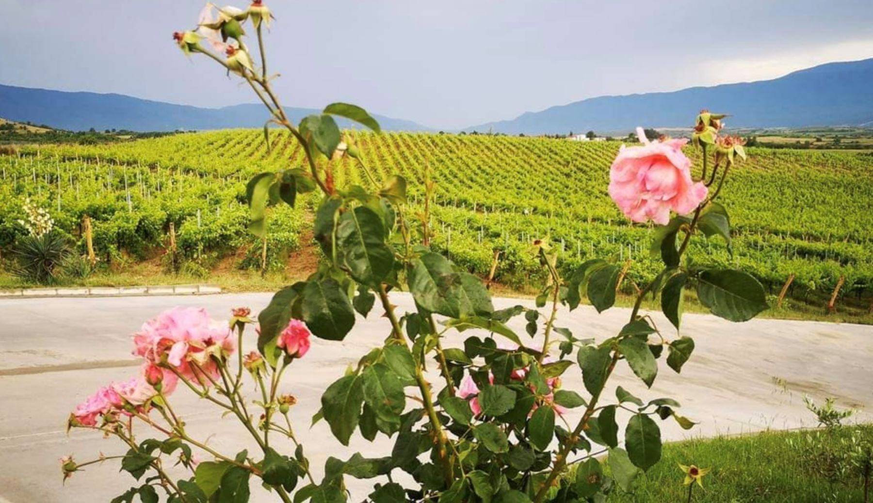 Ruta gastronómica del vino en otoño