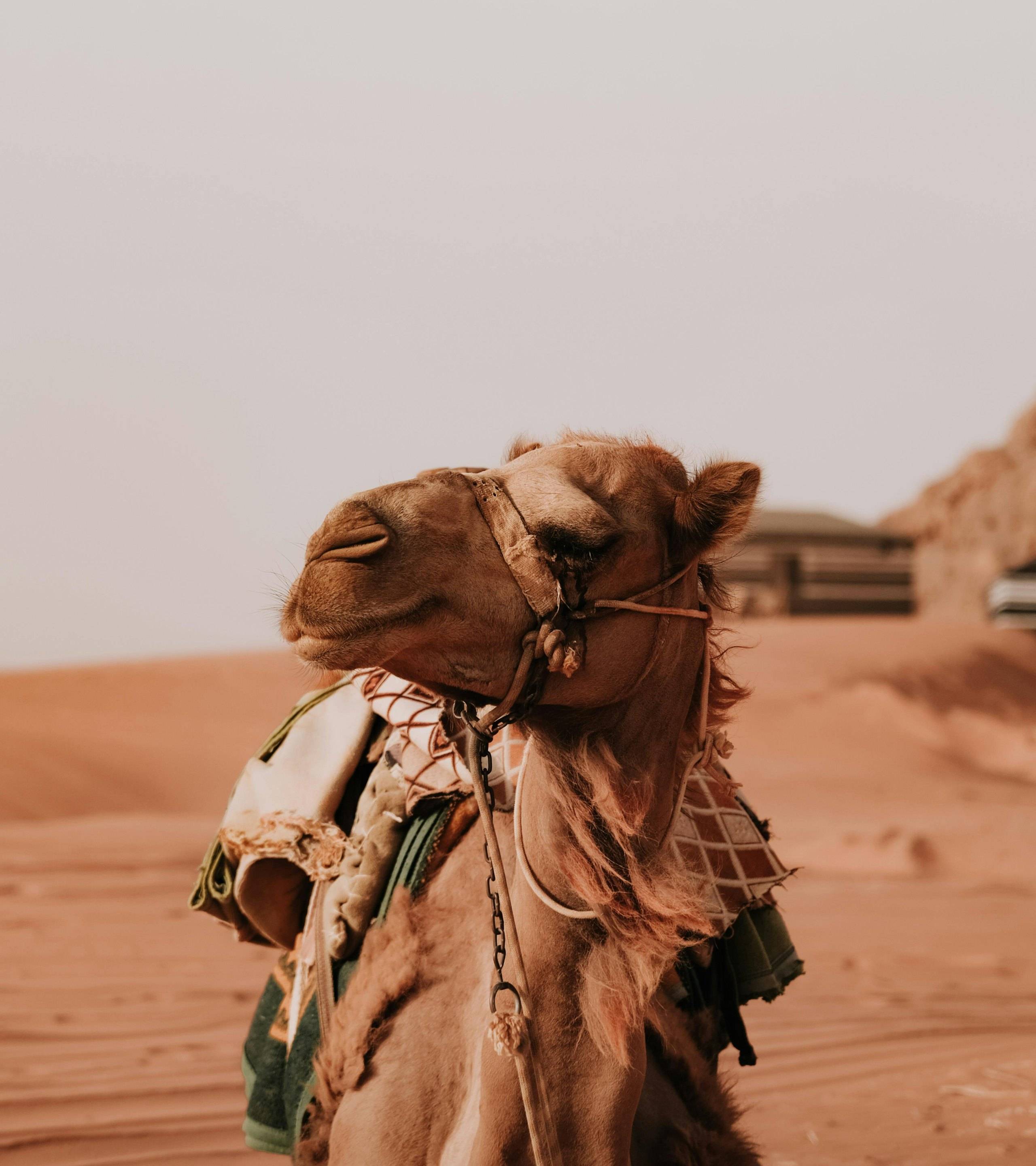 Expérience Authentique : Découverte Paisible et Confortable des Secrets Jordaniens