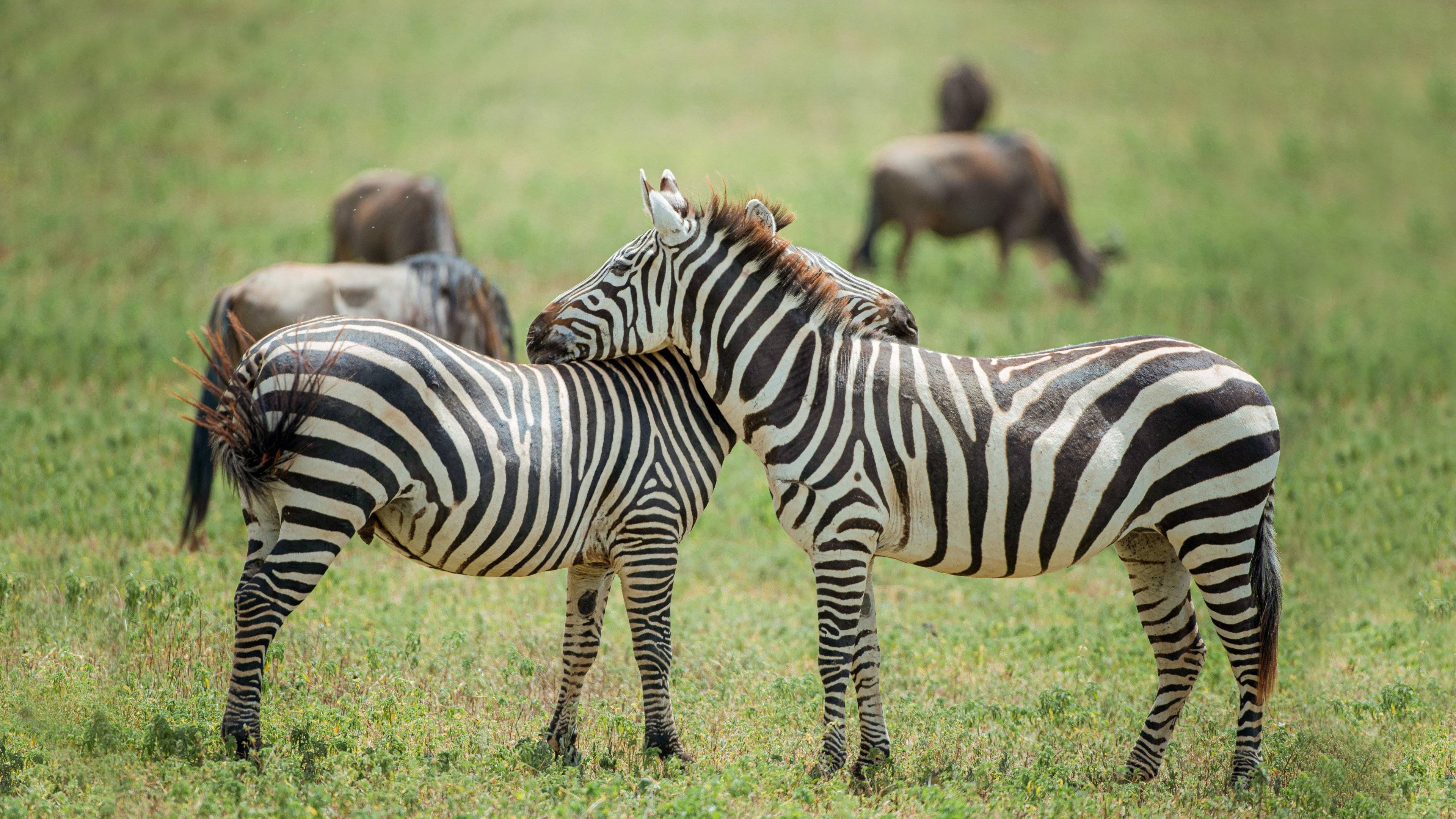 Safari e Zanzibar perfetto per il viaggio di Nozze