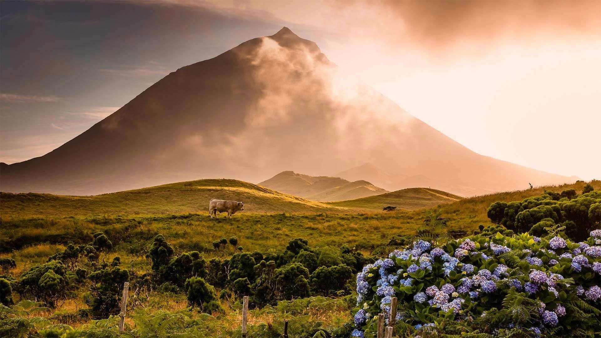 Charme et nature dans les Açores