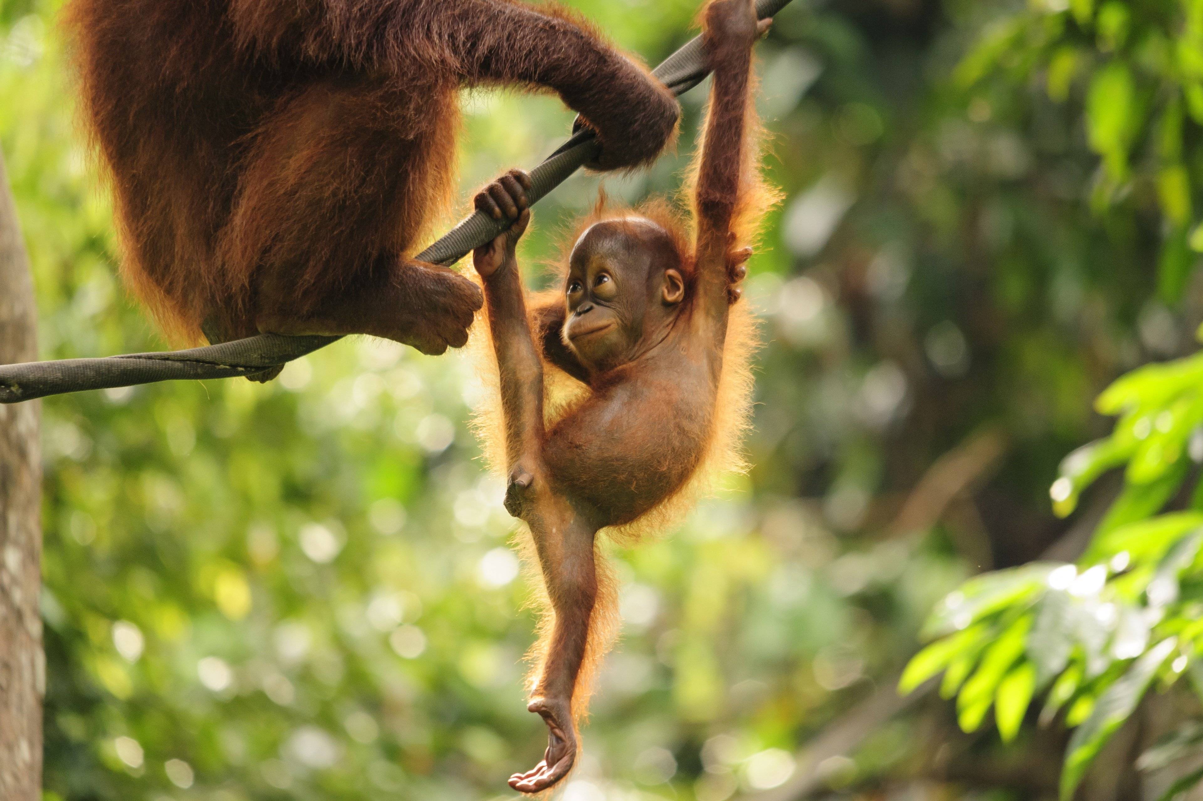 Borneo, Bali & Islas Gili en Familia