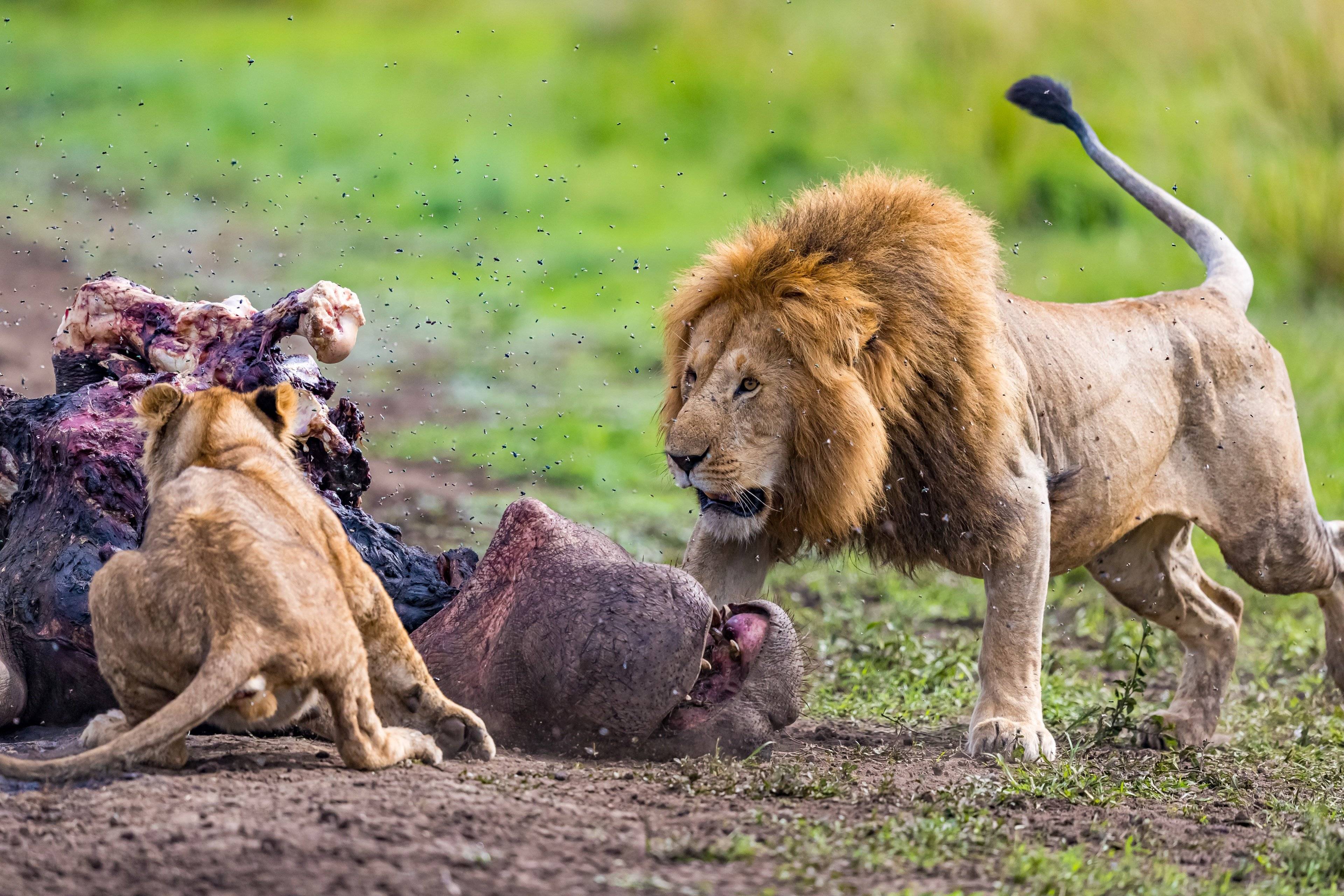 Des Montagnes du Cap aux Safaris du Kruger en petit groupe