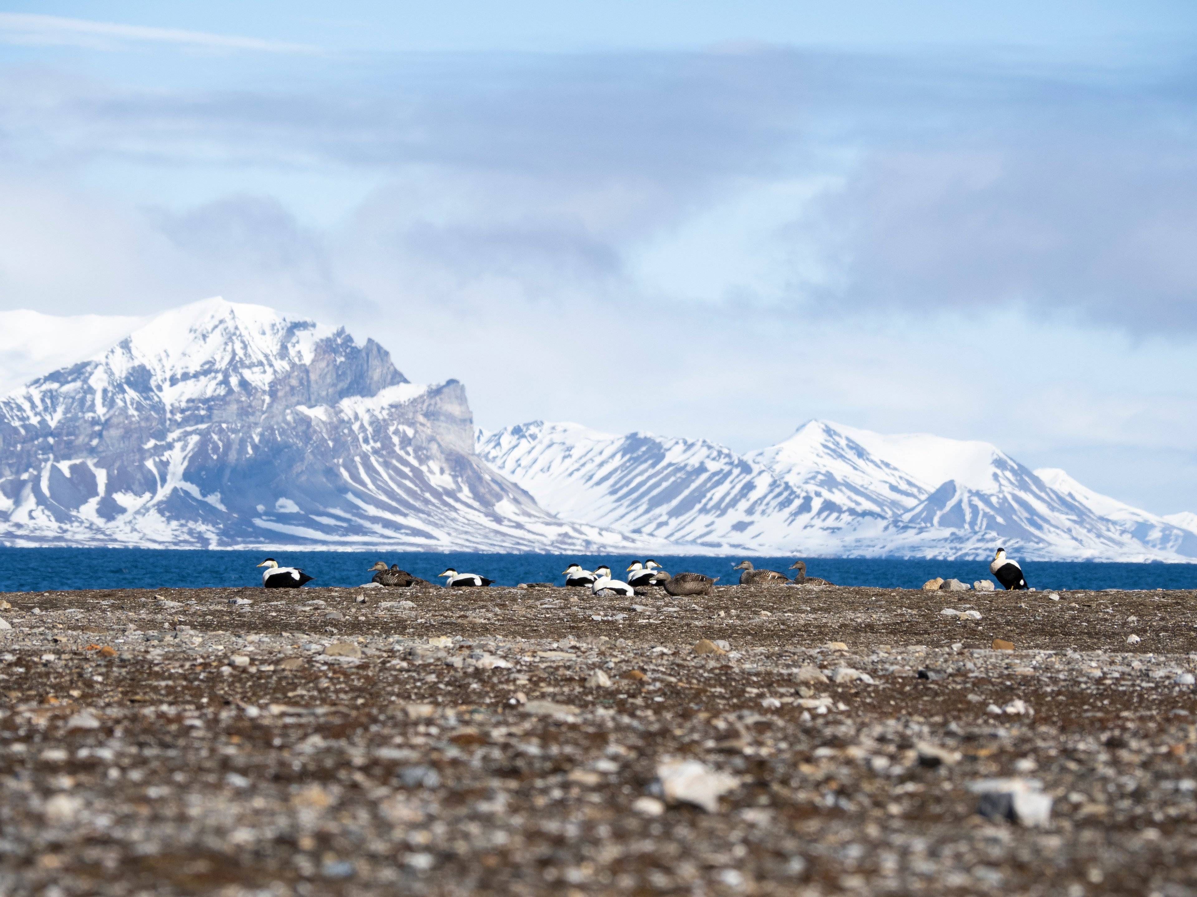 Cap vers l'Arctique en été : Tromsø et les îles Svalbard