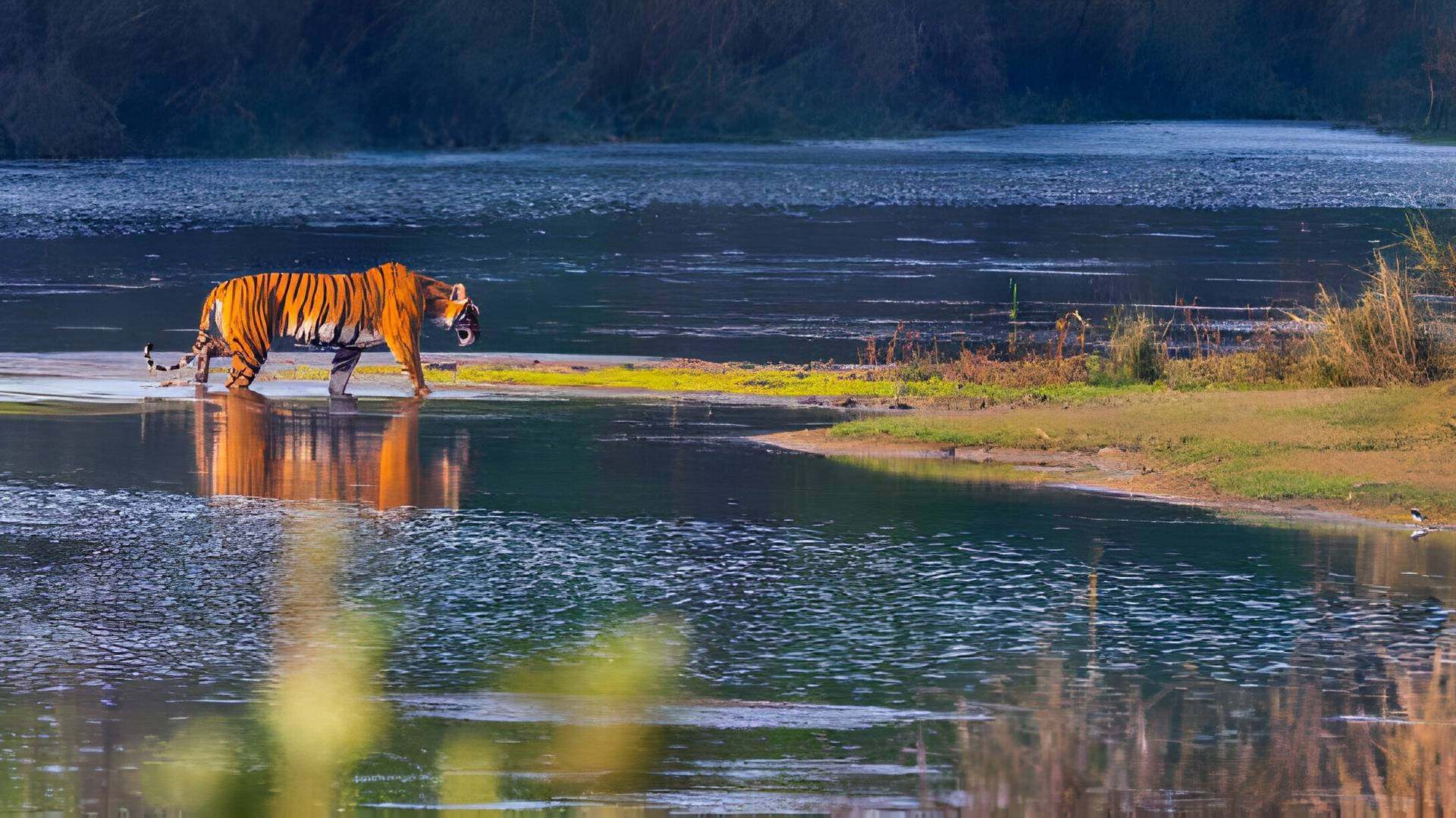 Vacaciones en Safari Familiar: En Busca del Tigre de Bengala