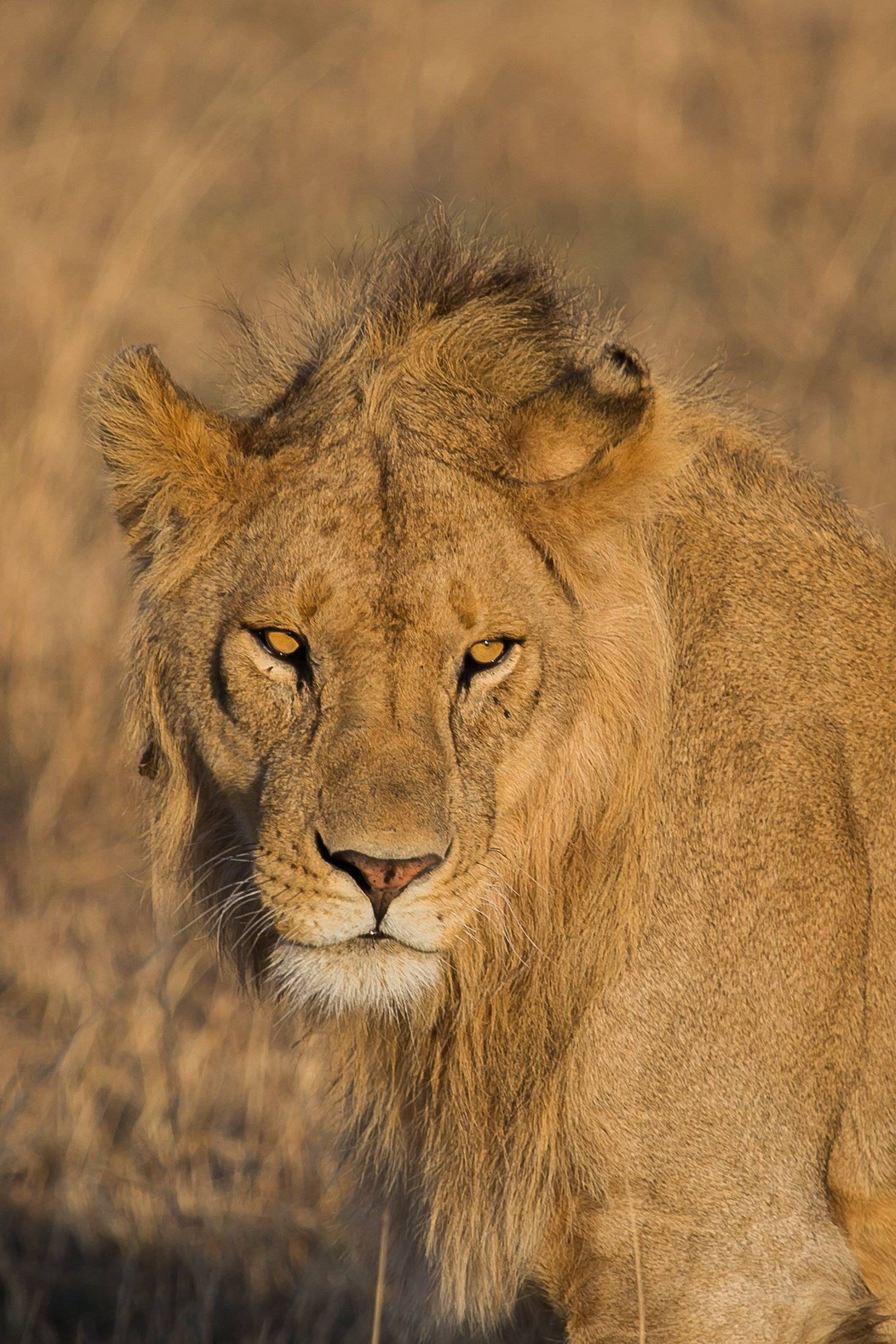 Sulle orme dei "Big Five" nella natura selvaggia tanzaniana