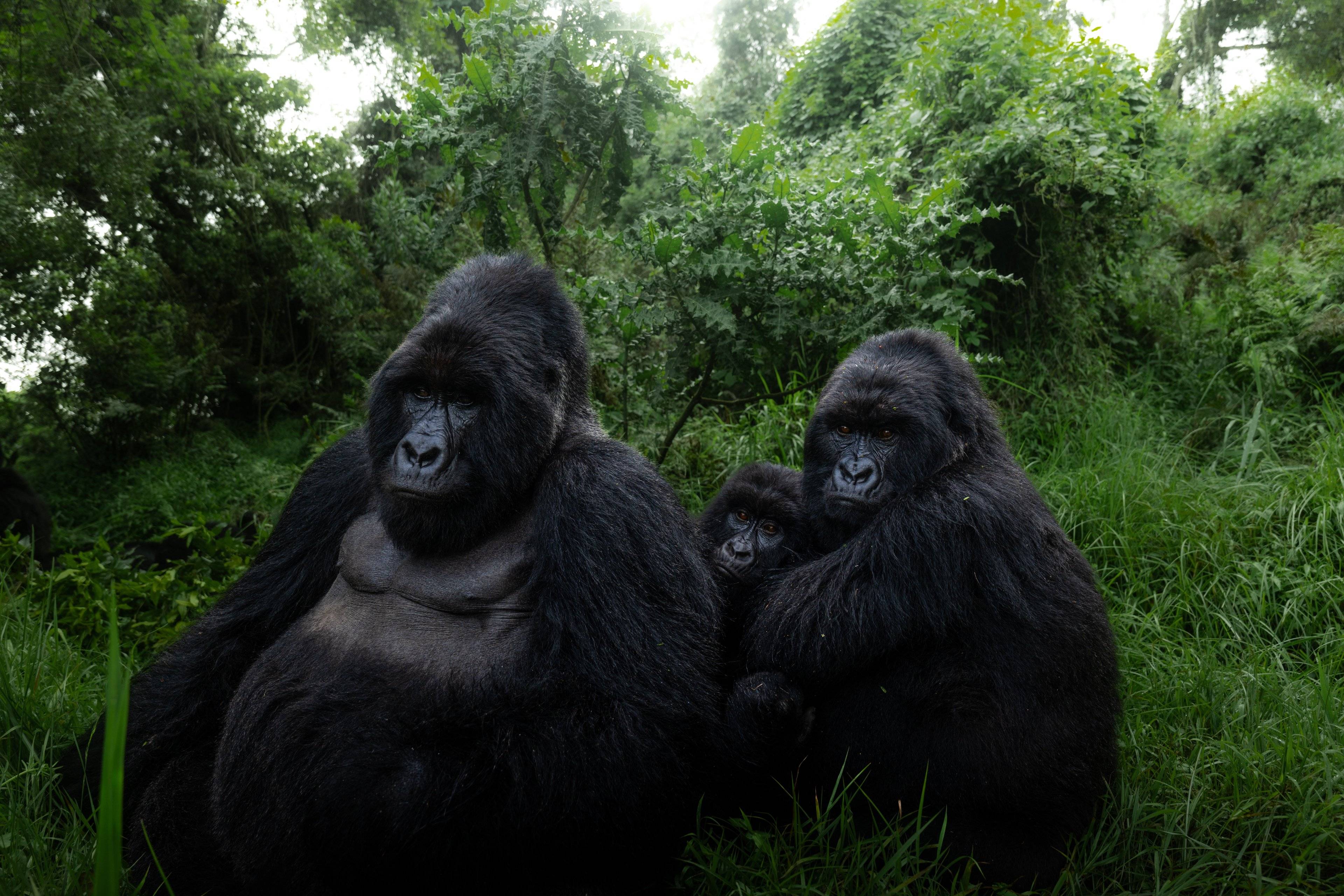 Primates y Big Five en grupo reducido