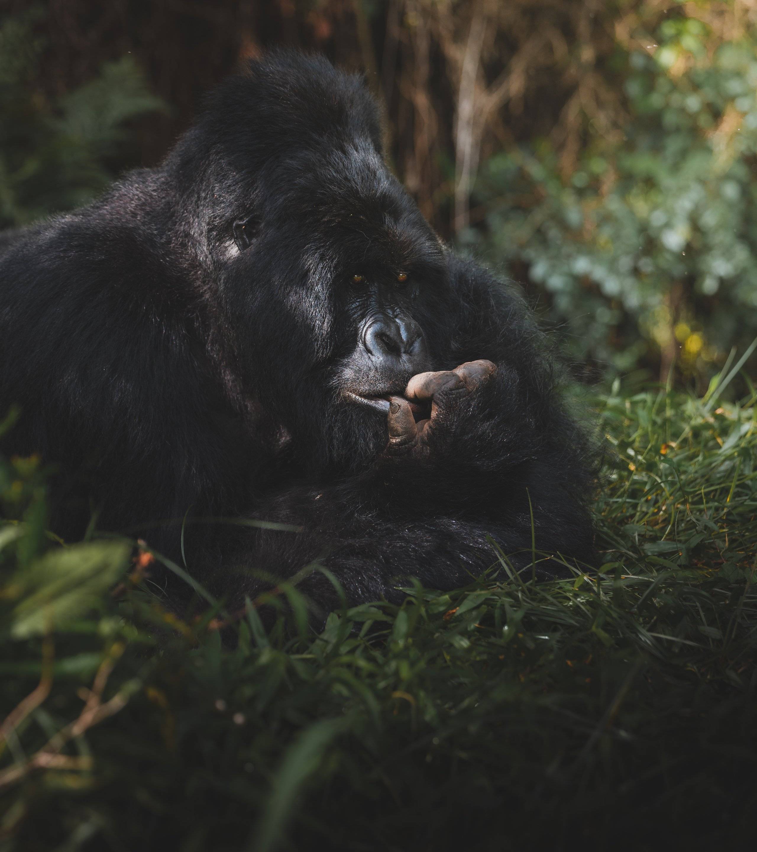 Uganda e Rwanda sulle orme di Dian Fossey