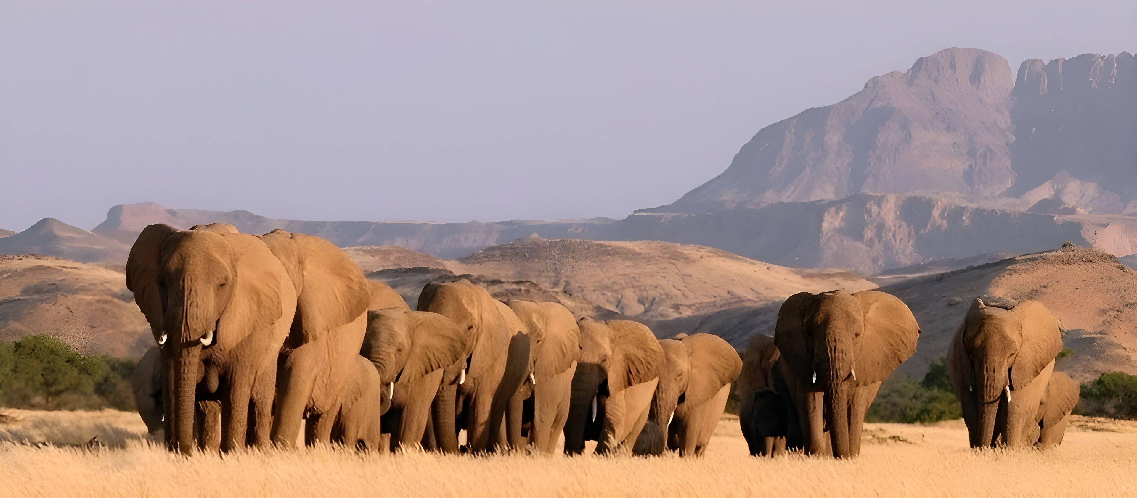 Racconti dell'Elefante - Avventura Campeggio nella Terra dei Boscimani