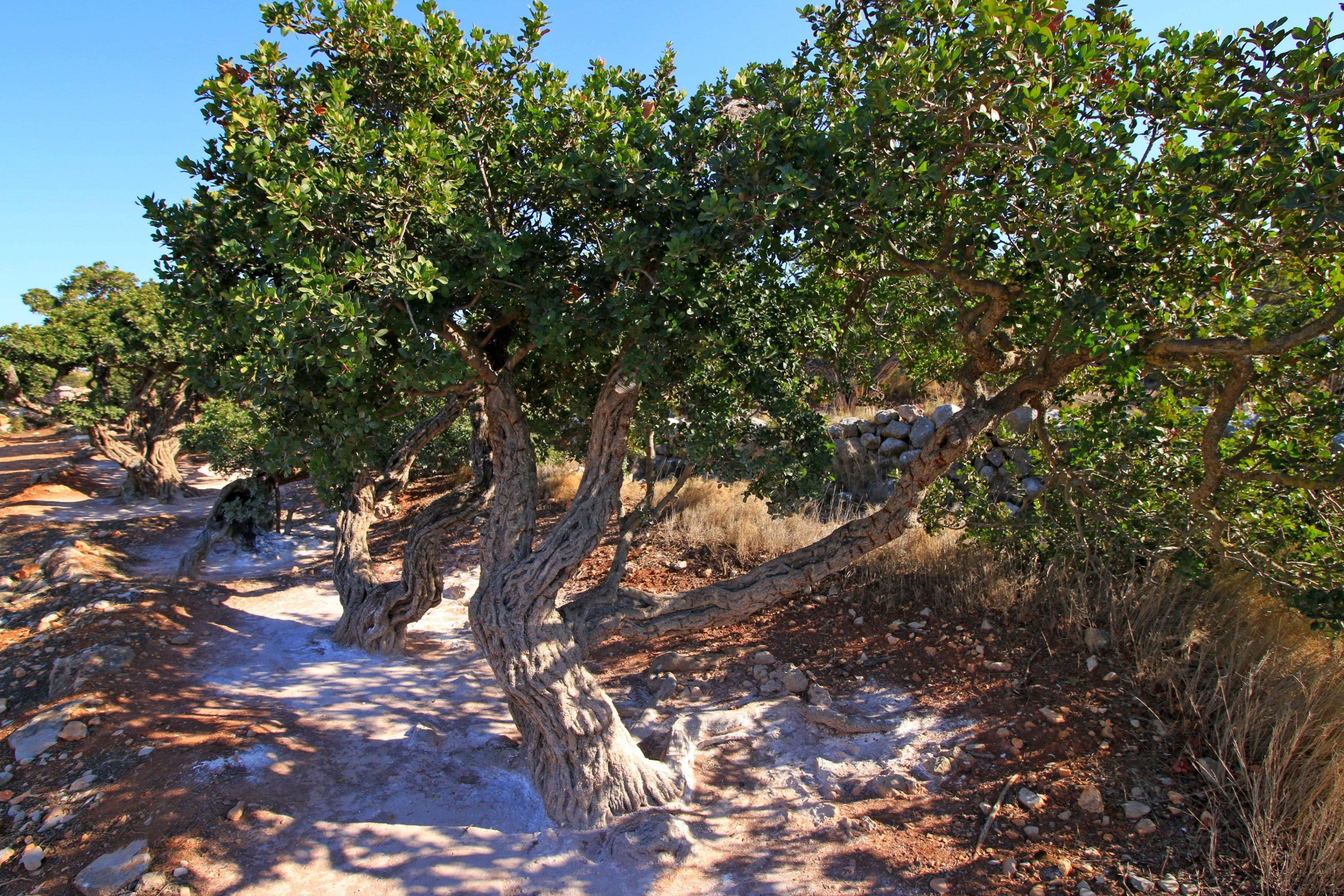 Chios, l'île aux douces senteurs.