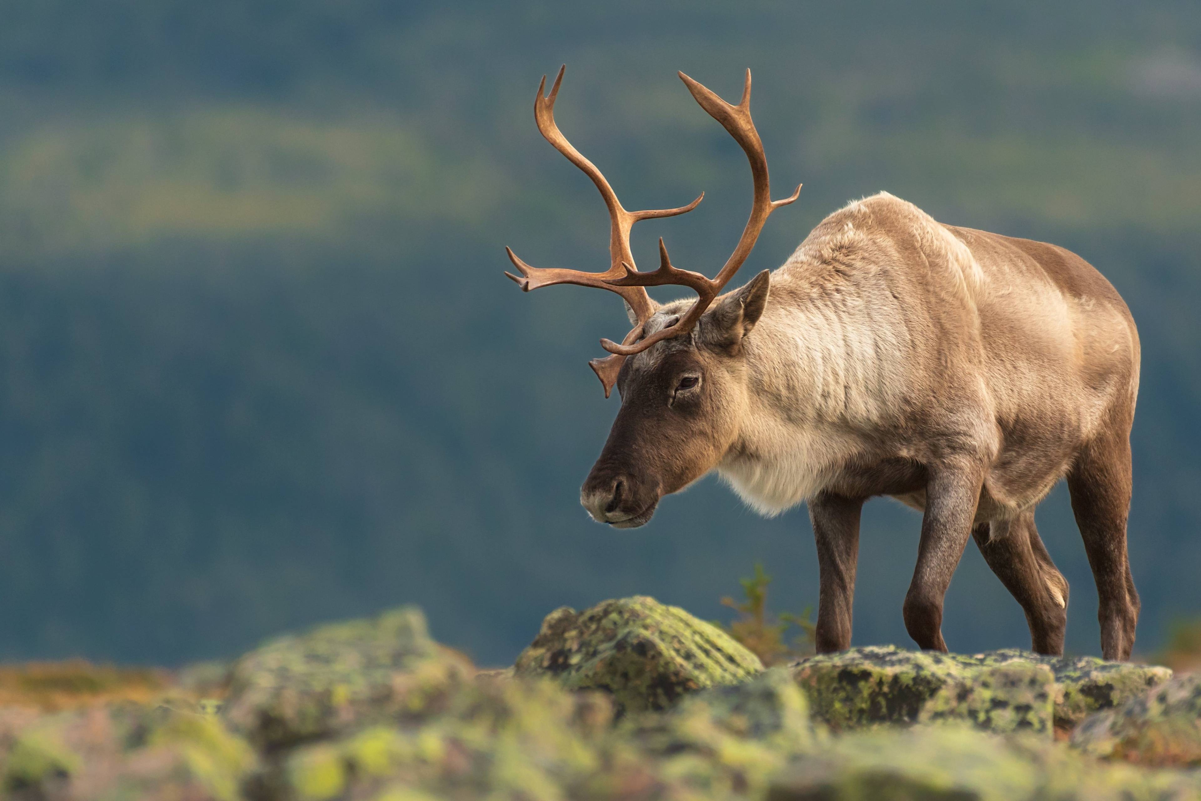Gaspesia: En busca del caribú de montaña en el bosque boreal