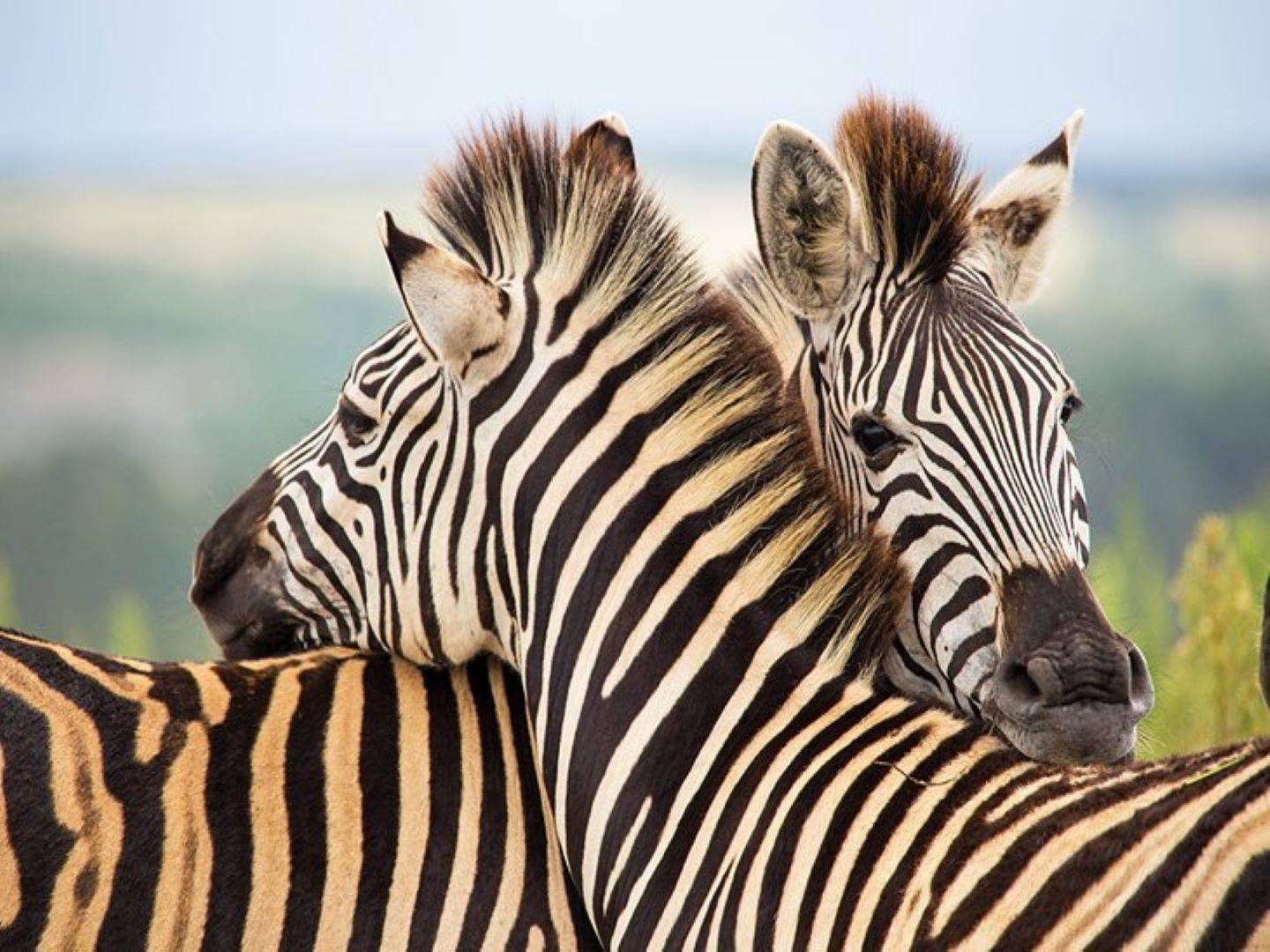 Randonnées et safaris en famille sous le soleil africain