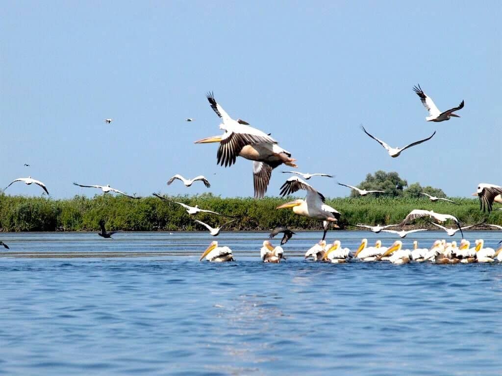 Bucarest et le Delta du Danube : paradis des oiseaux