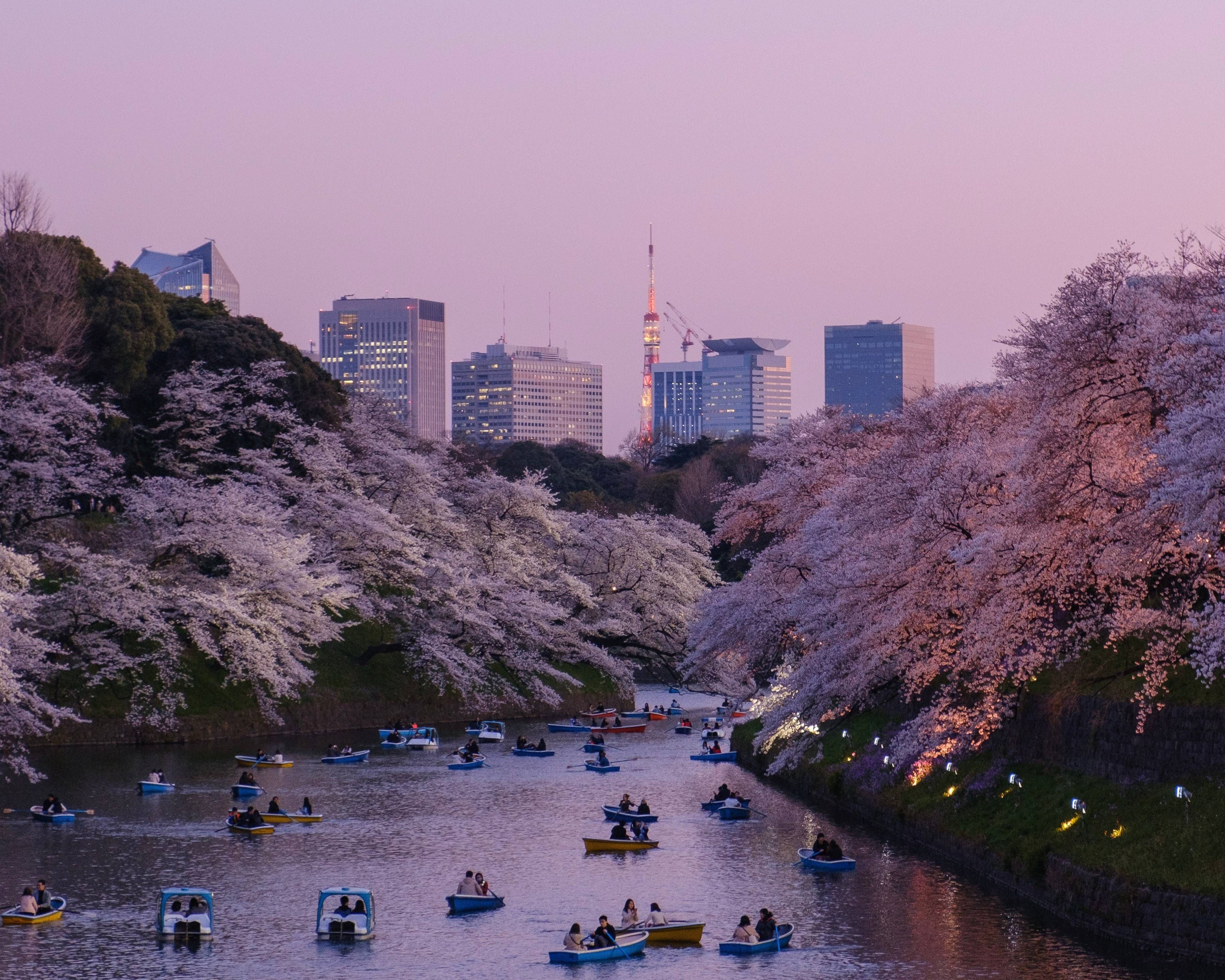 Le Japon pendant la floraison des cerisiers