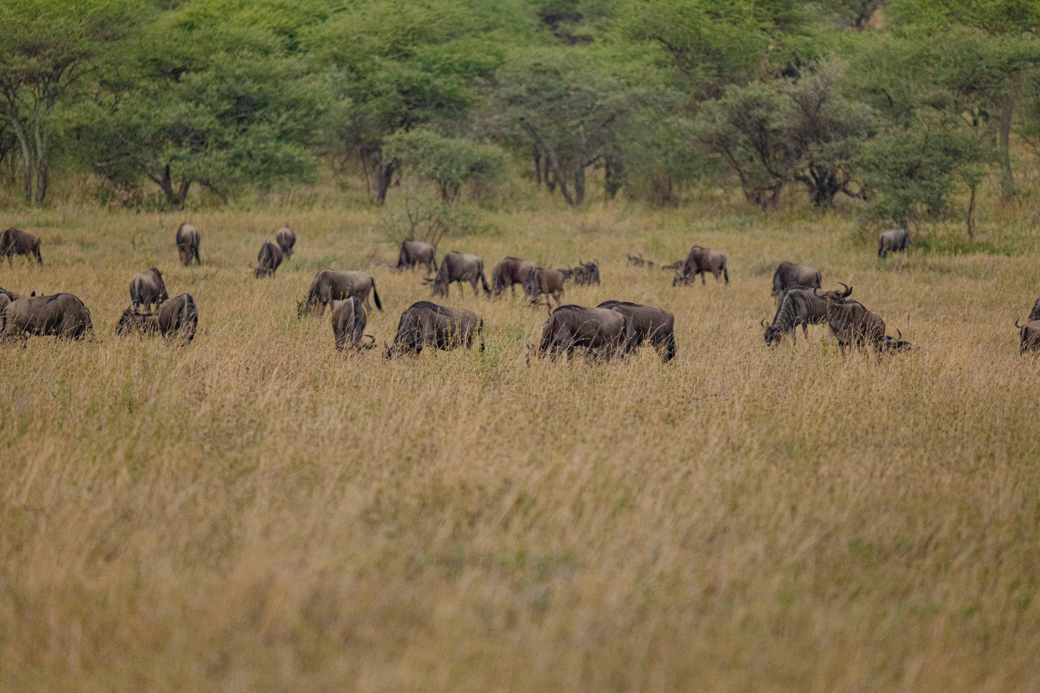 Safaris et Grande Migration dans la Rivière Mara avec Zanzibar.