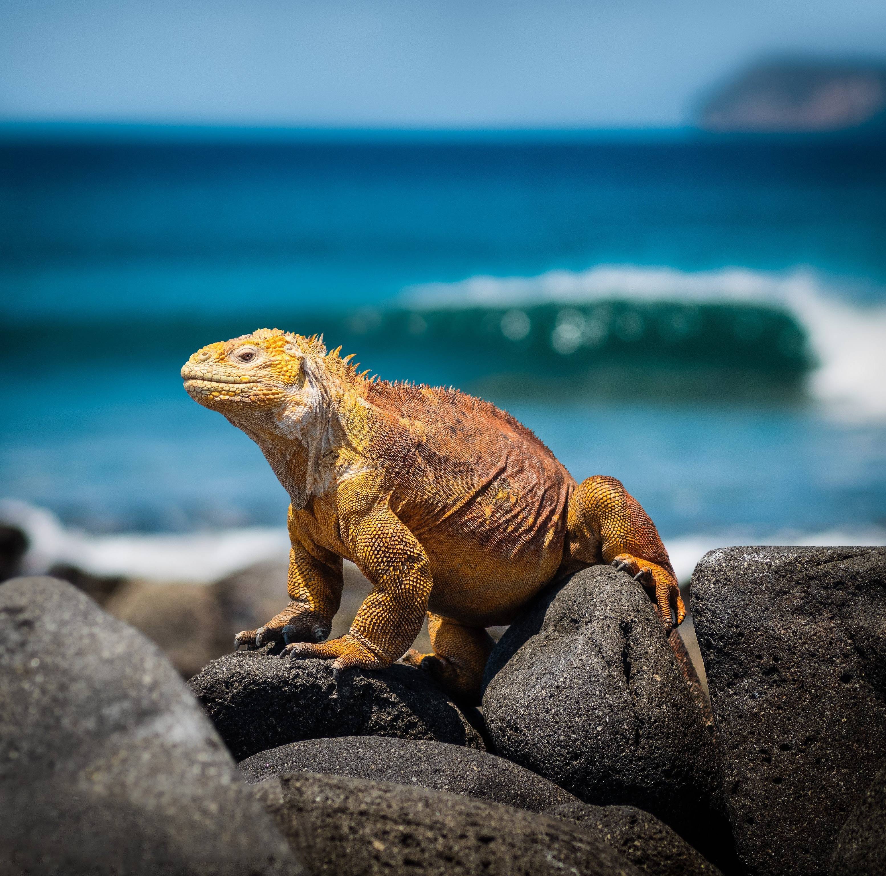 Island Hopping Galapagos und die Highlights von Peru
