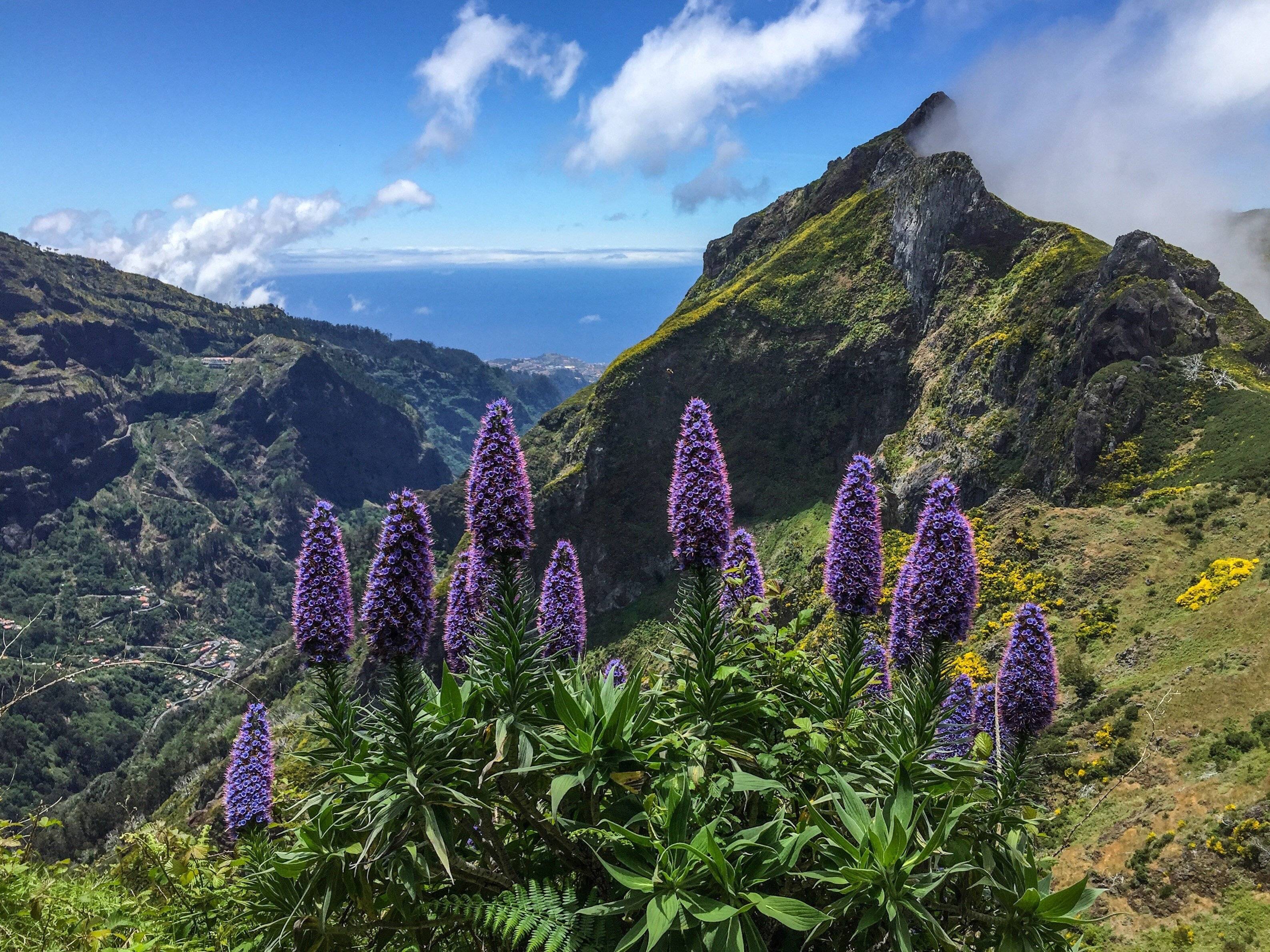 Randonnées sur l'île aux fleurs