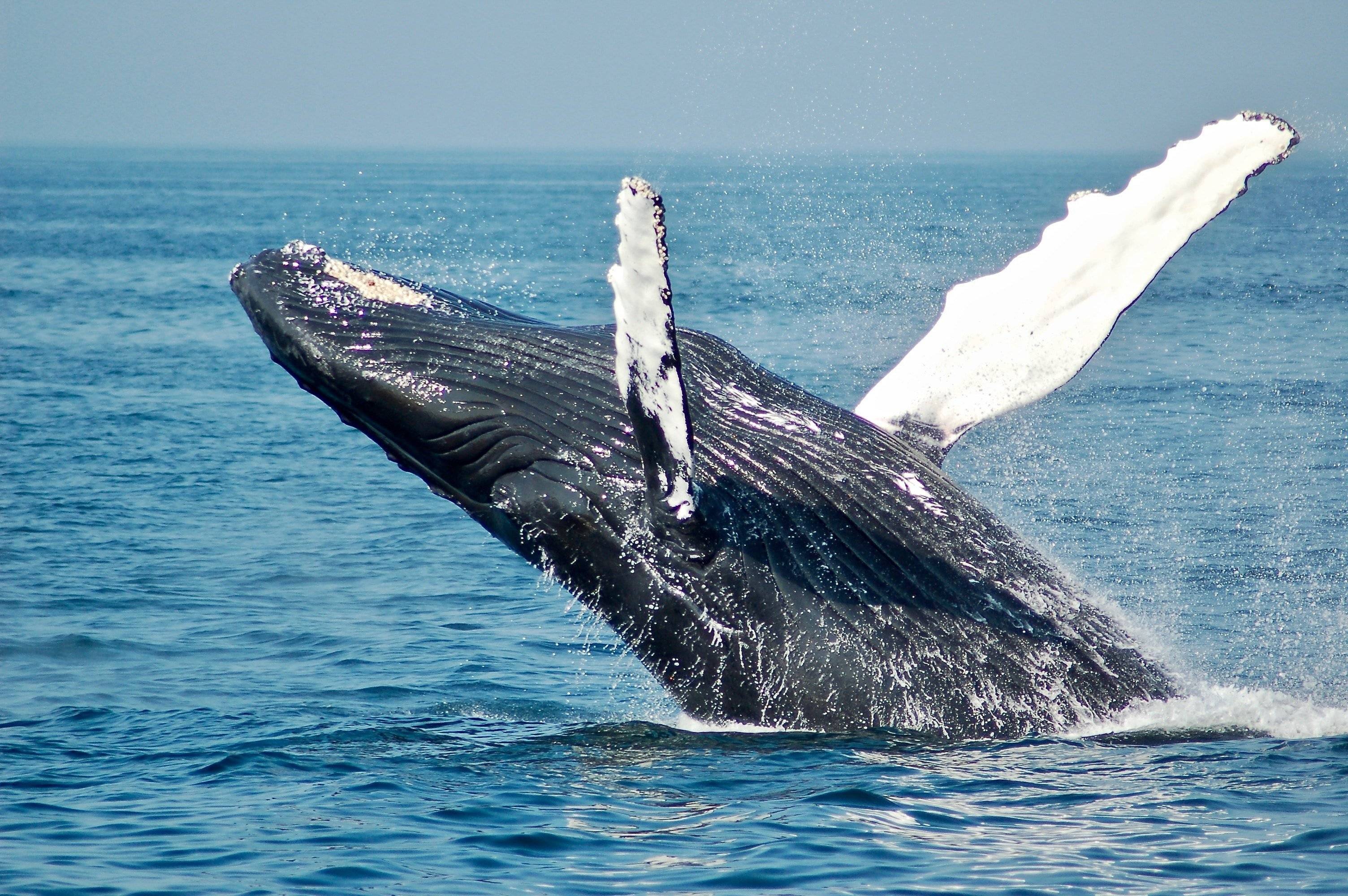 Saison spéciale observation des baleines et tortues