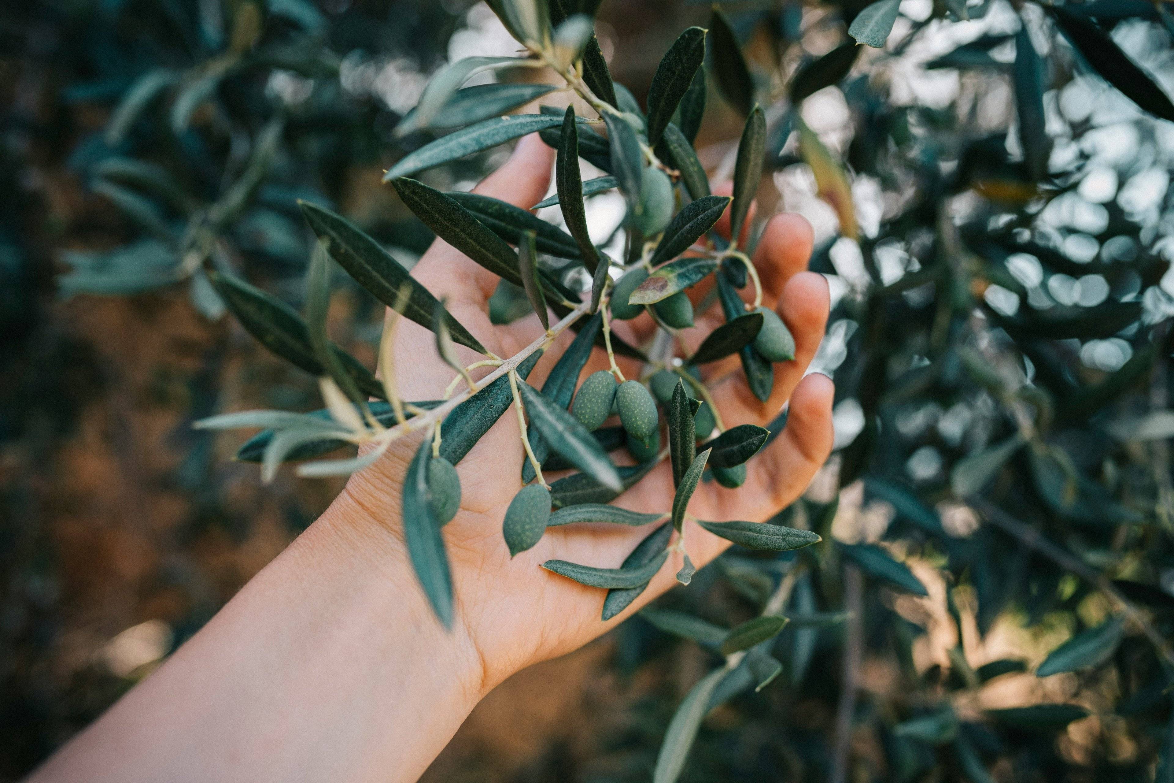 Auf den Spuren der Olive