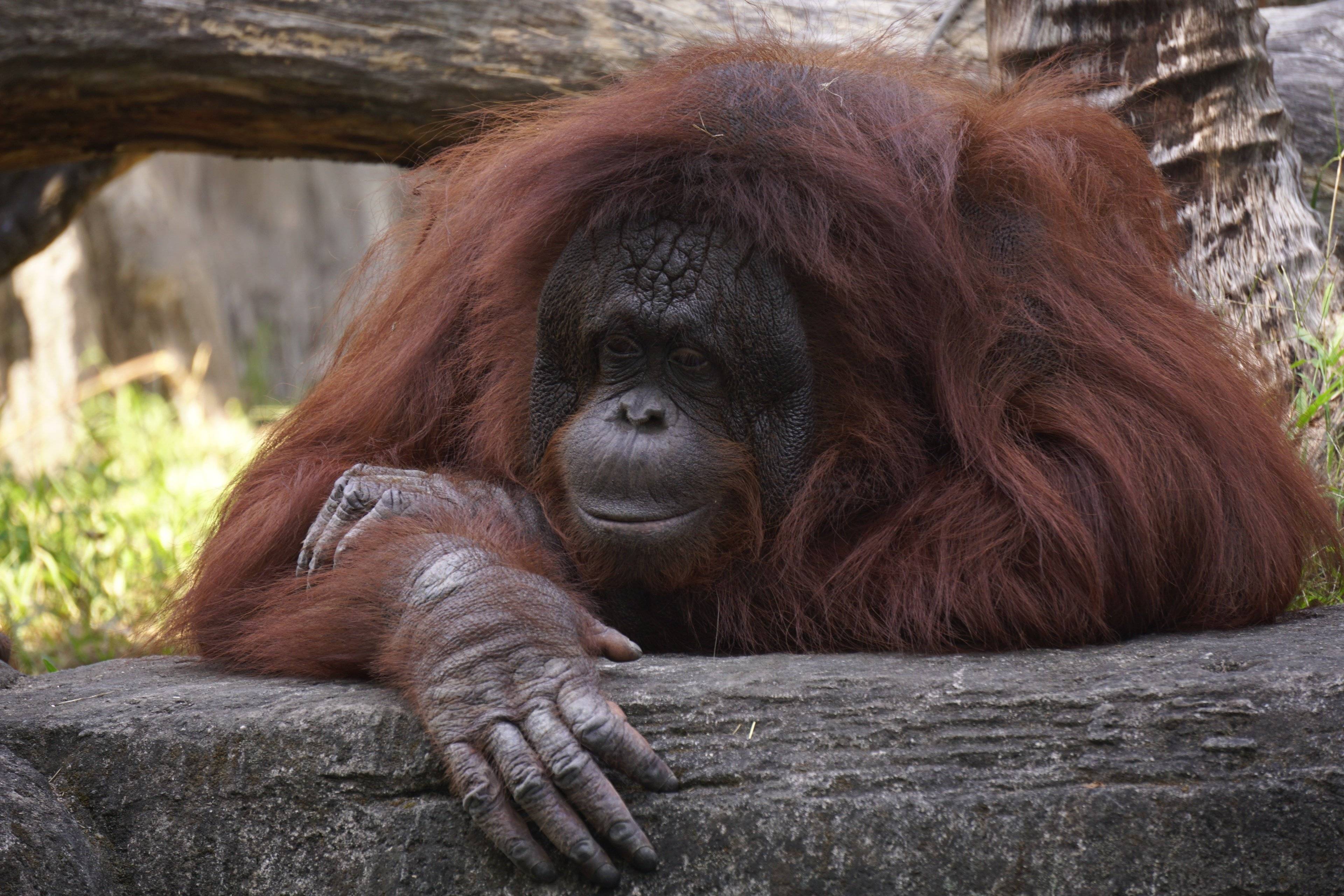 Entdeckungsreise von Sumatra, Bali und Gili