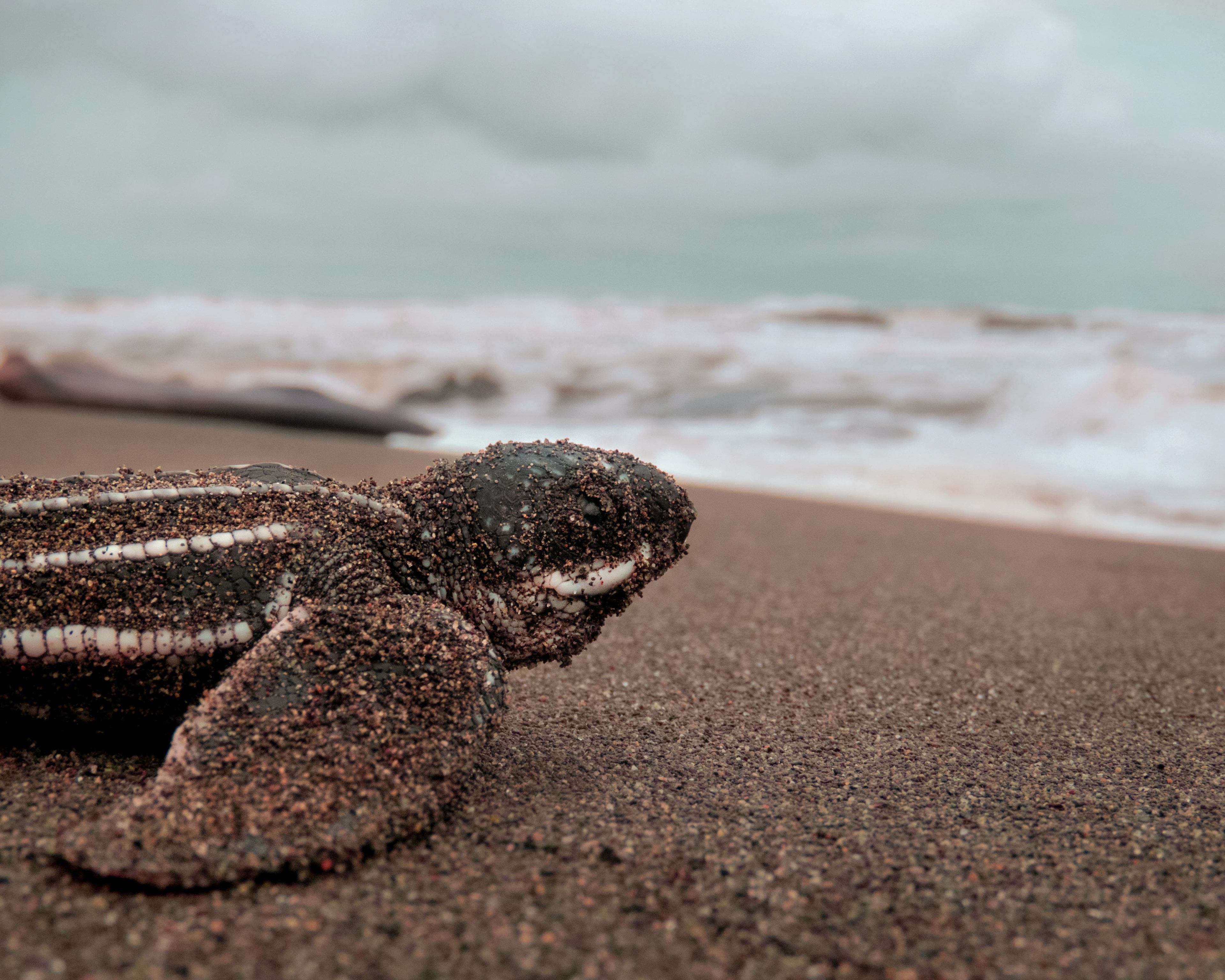 Tortugas y ballenas en la temporada lluviosa